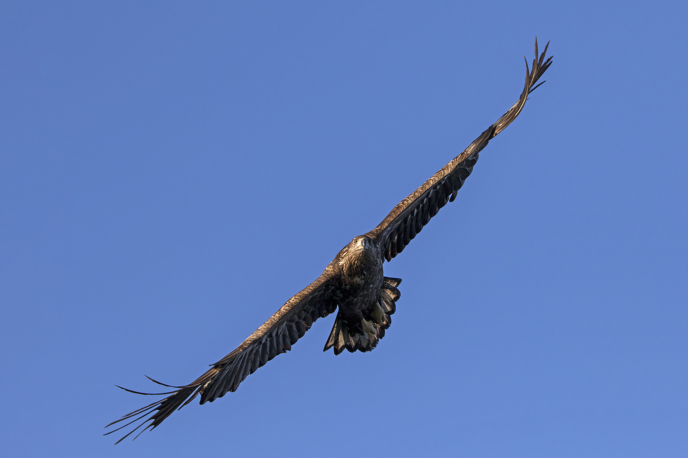 Haliaeetus Albicilla juv.