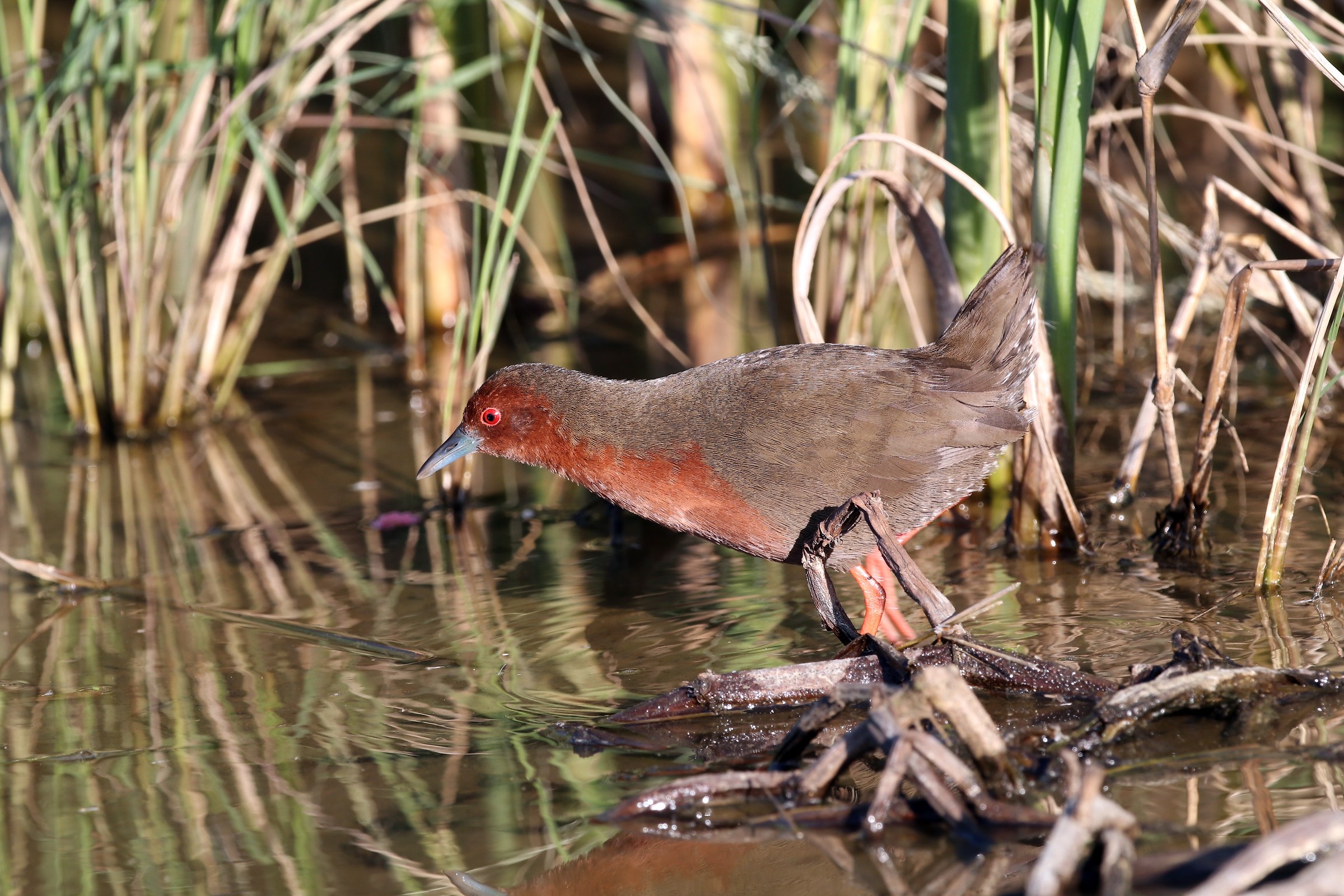 Ruddy-breasted Crake