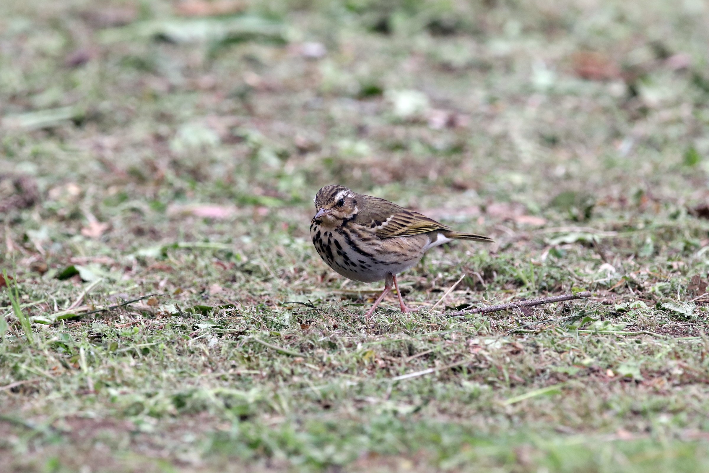 Olive-backed Pipit