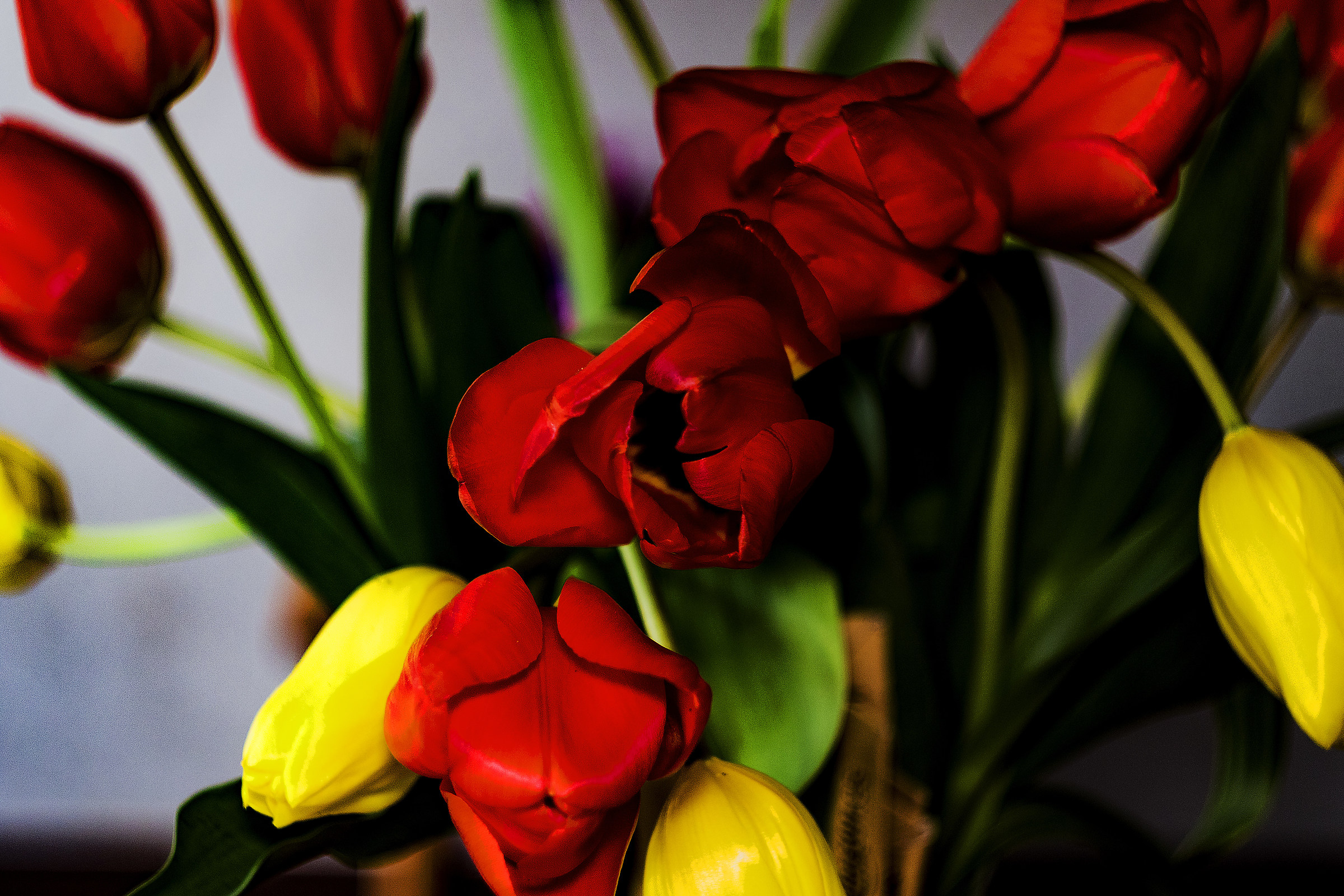Colored tulips
