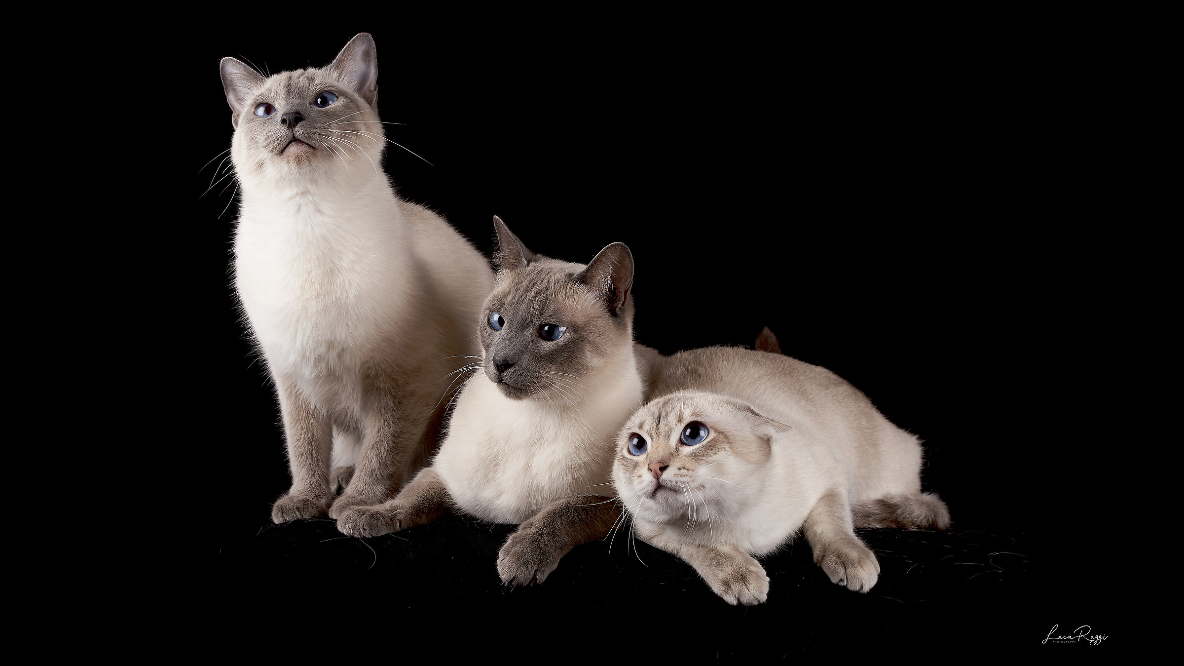 Dada, Farah and Theo