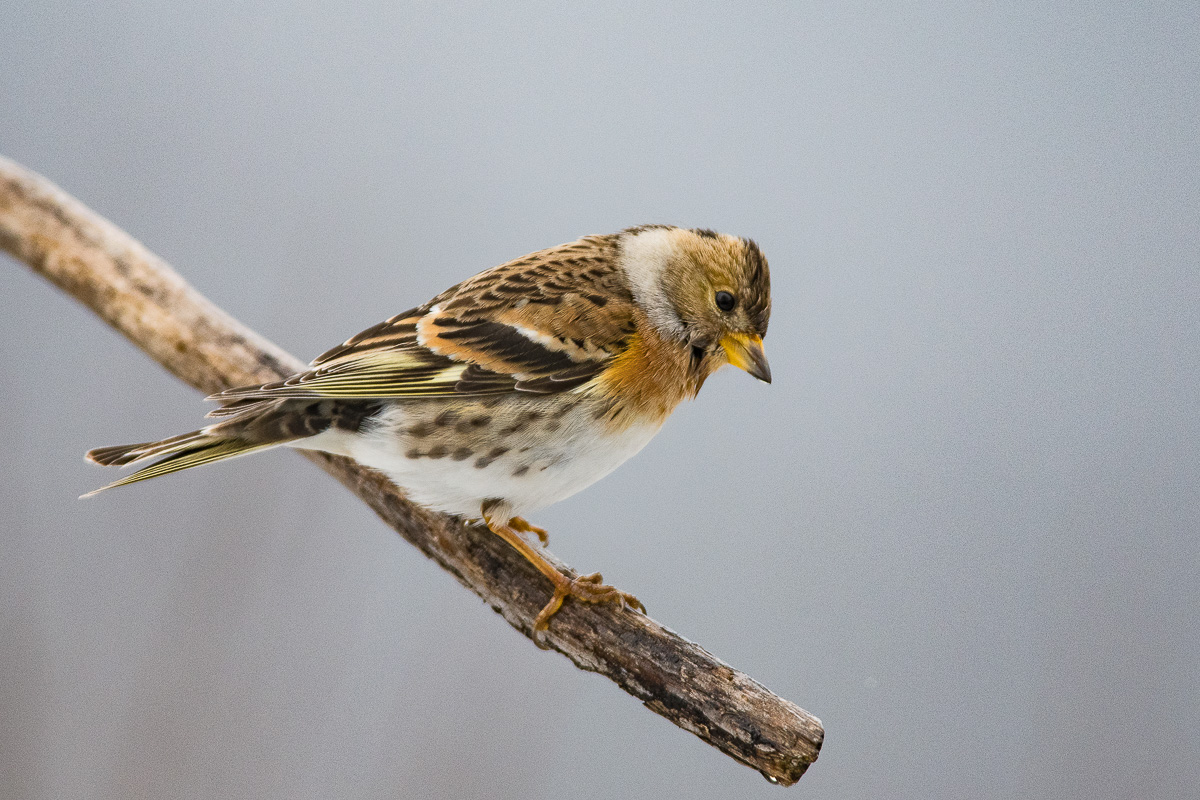 Brambling