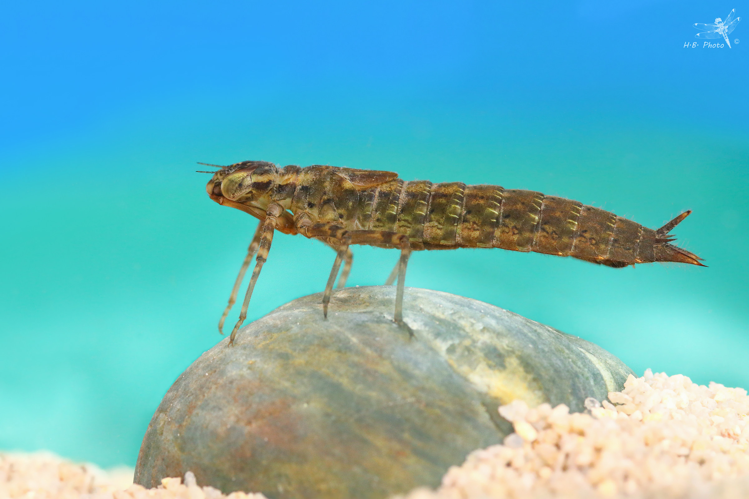 Aeshna cyanea, larve, allevamento domestico