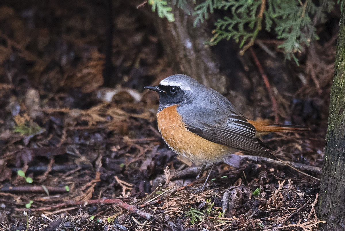 Maschio di codirosso
