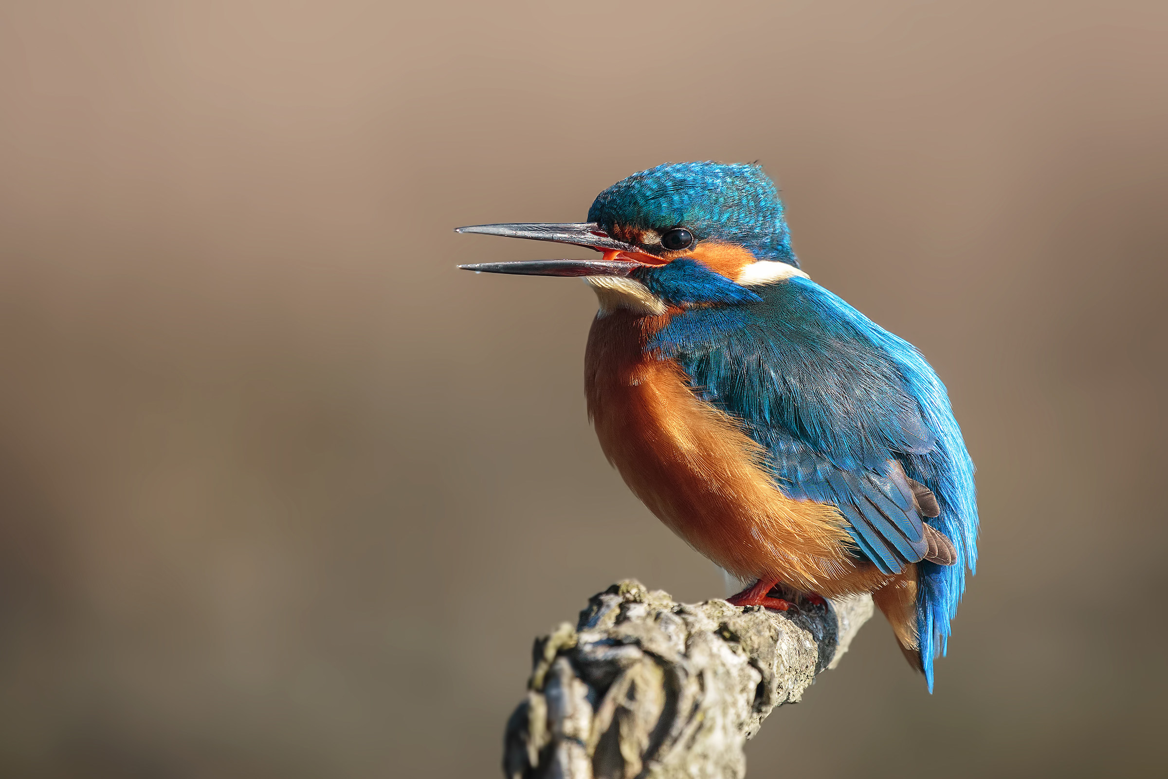 Alcedo atthis (Martin pescatore)