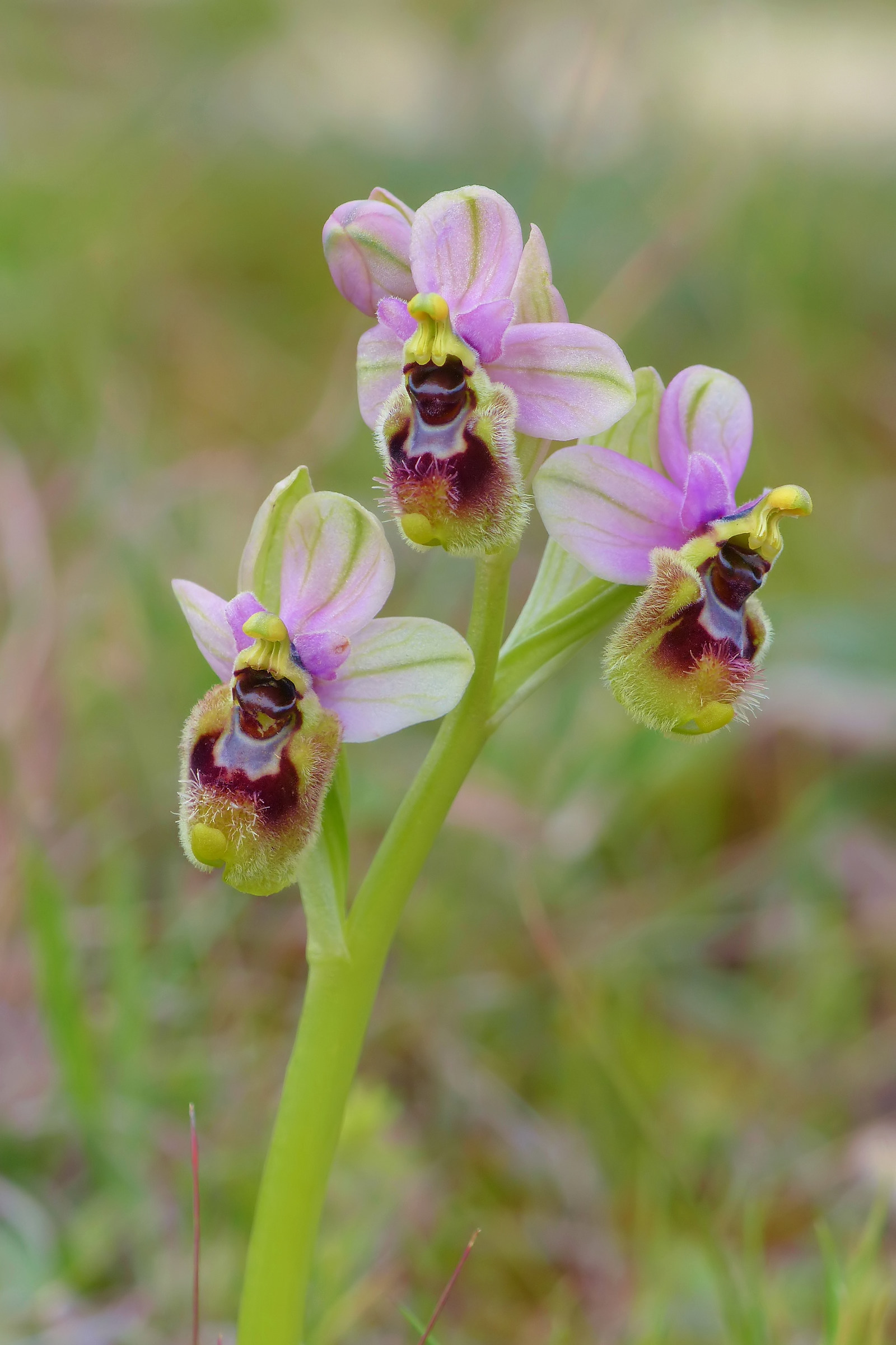 Ophrys tenthredinifera subsp. neglecta