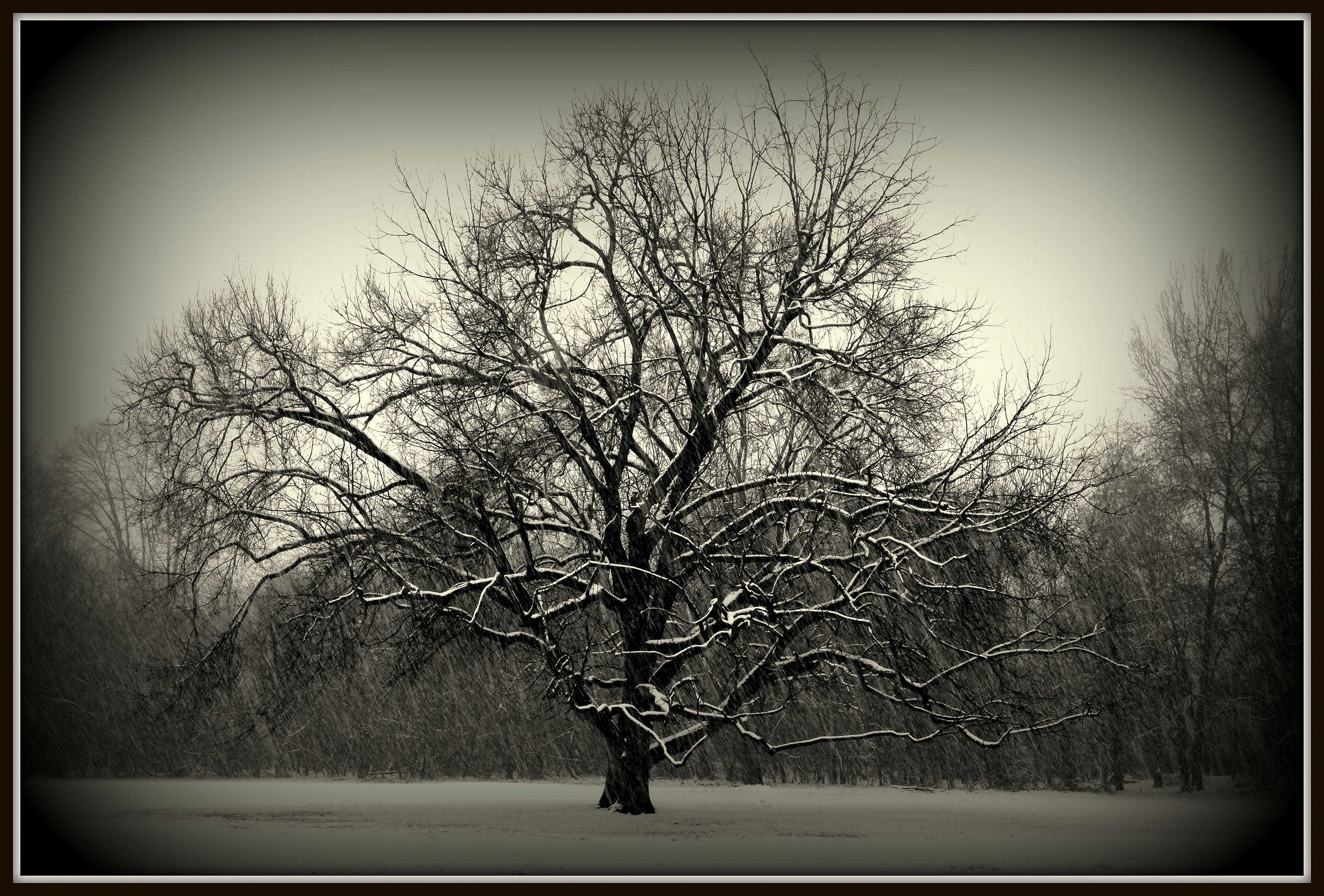 Finally it snows ...