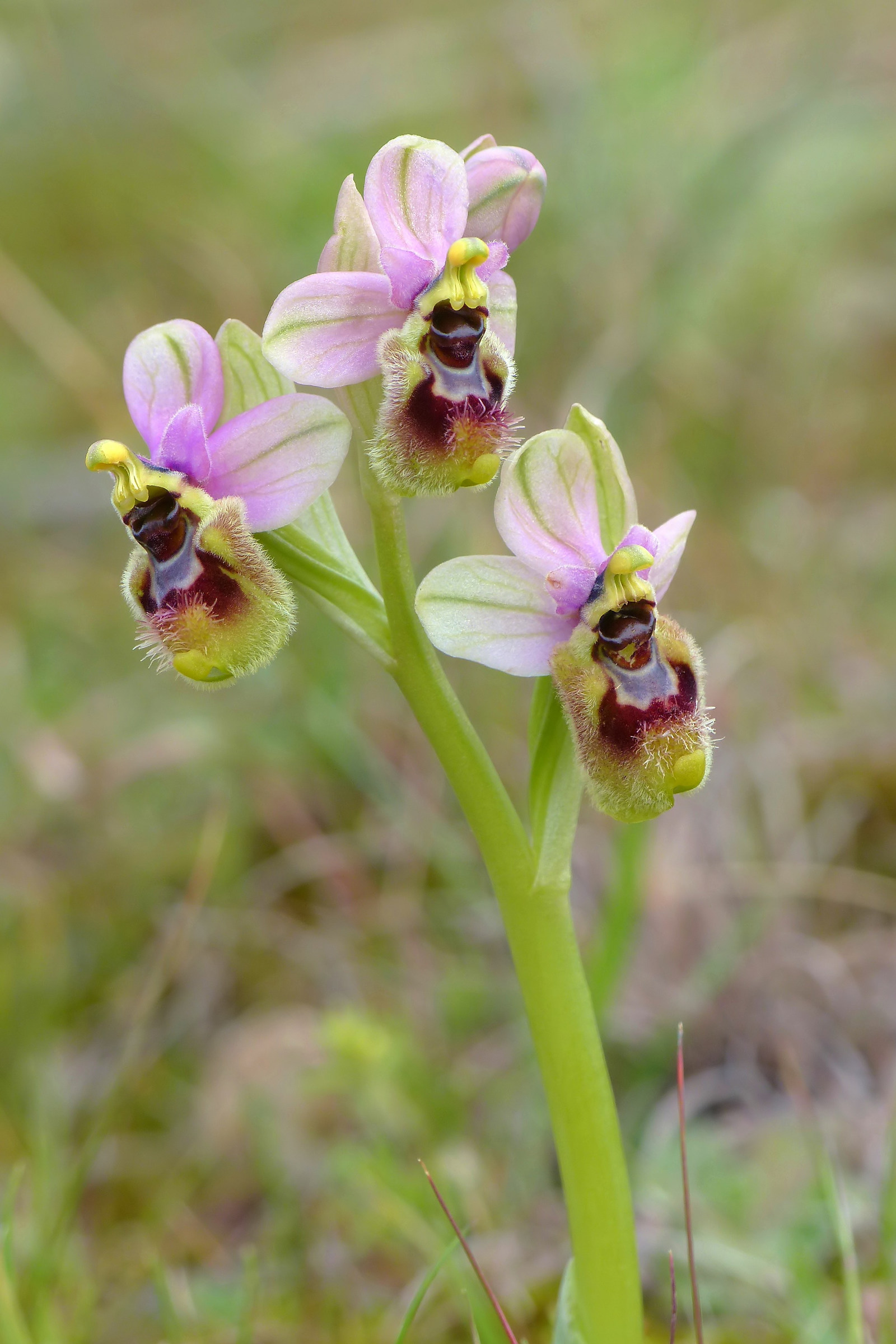 Ophrys tenthredinifera subsp. neglecta