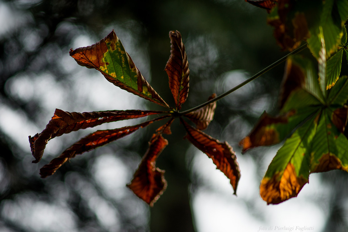 l'artiglio dell'autunno