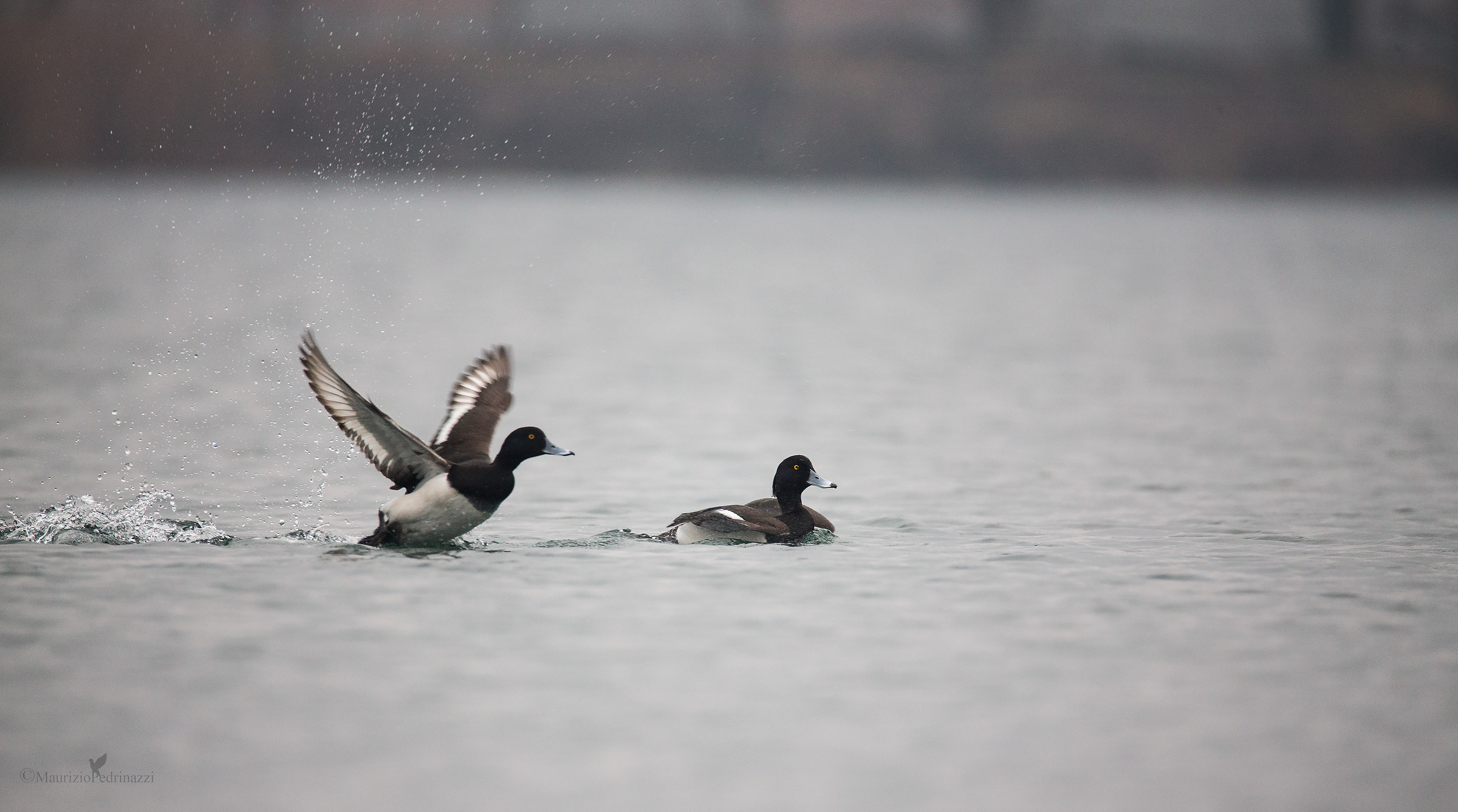 Morette Aythya fuligula