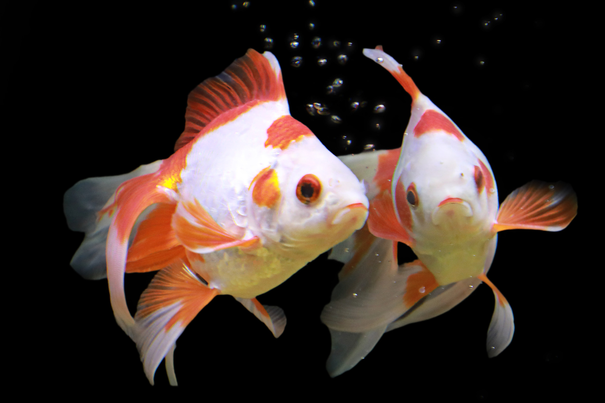 fantal coda a velo 3