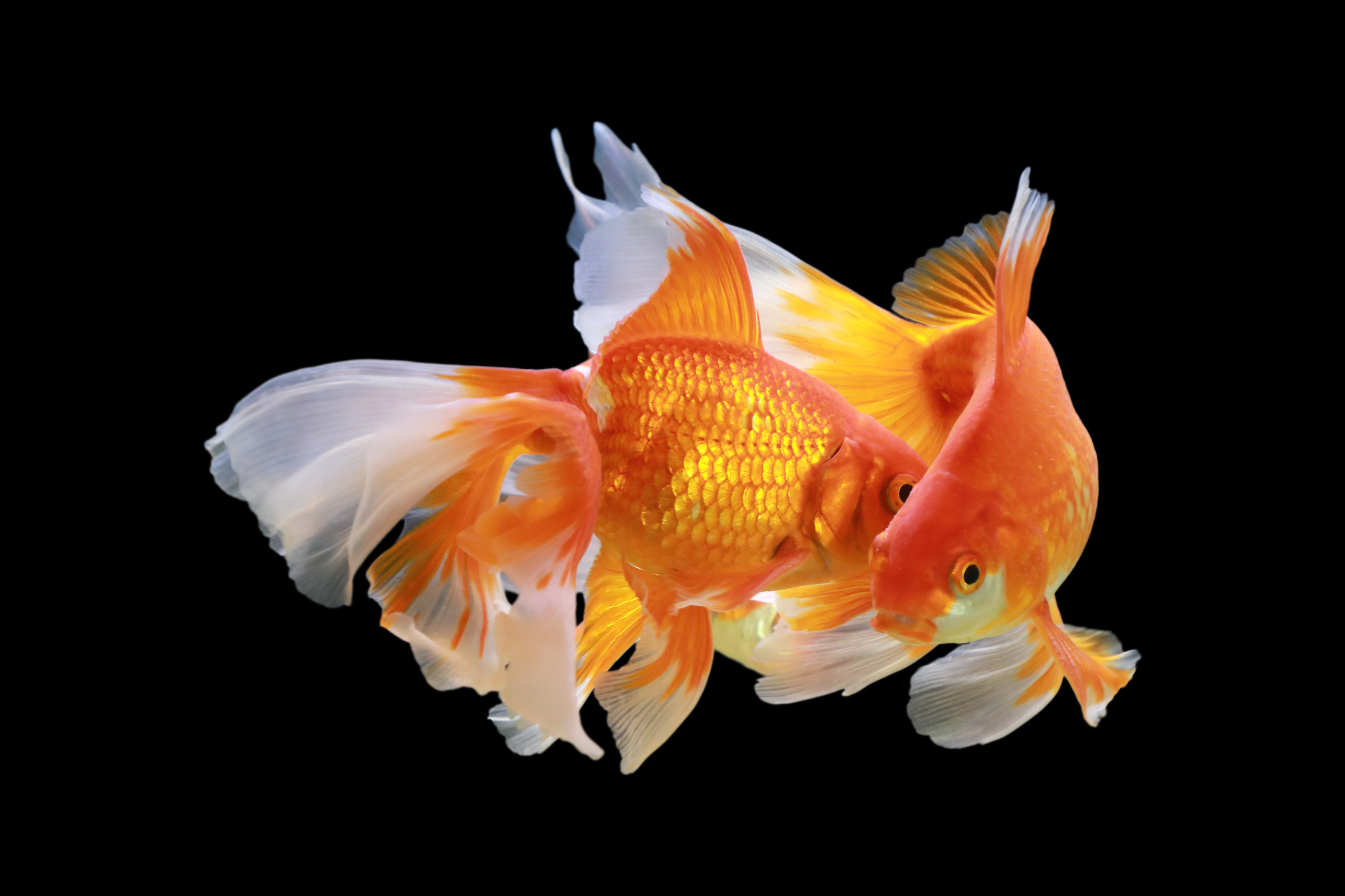 corteggiamento di fantail