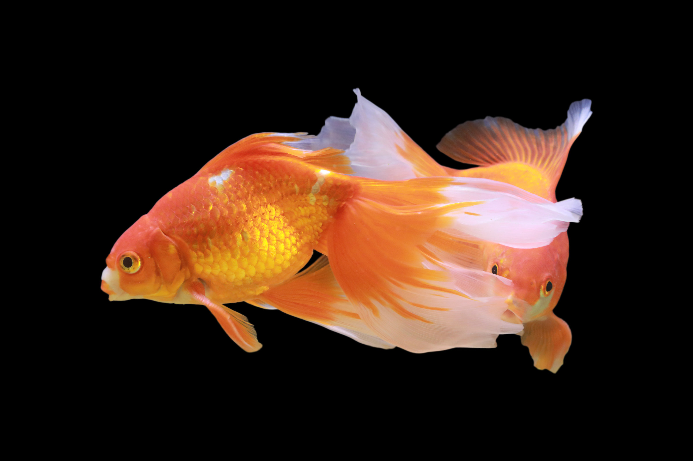 corteggaimento di fantail 2