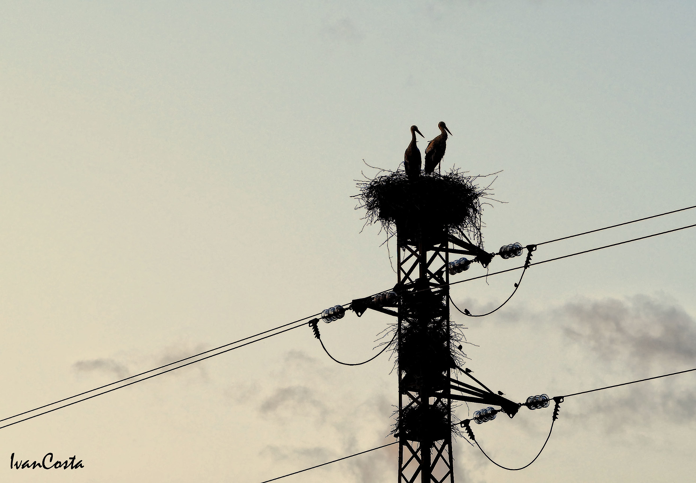 e' Arrivata la cicogna!