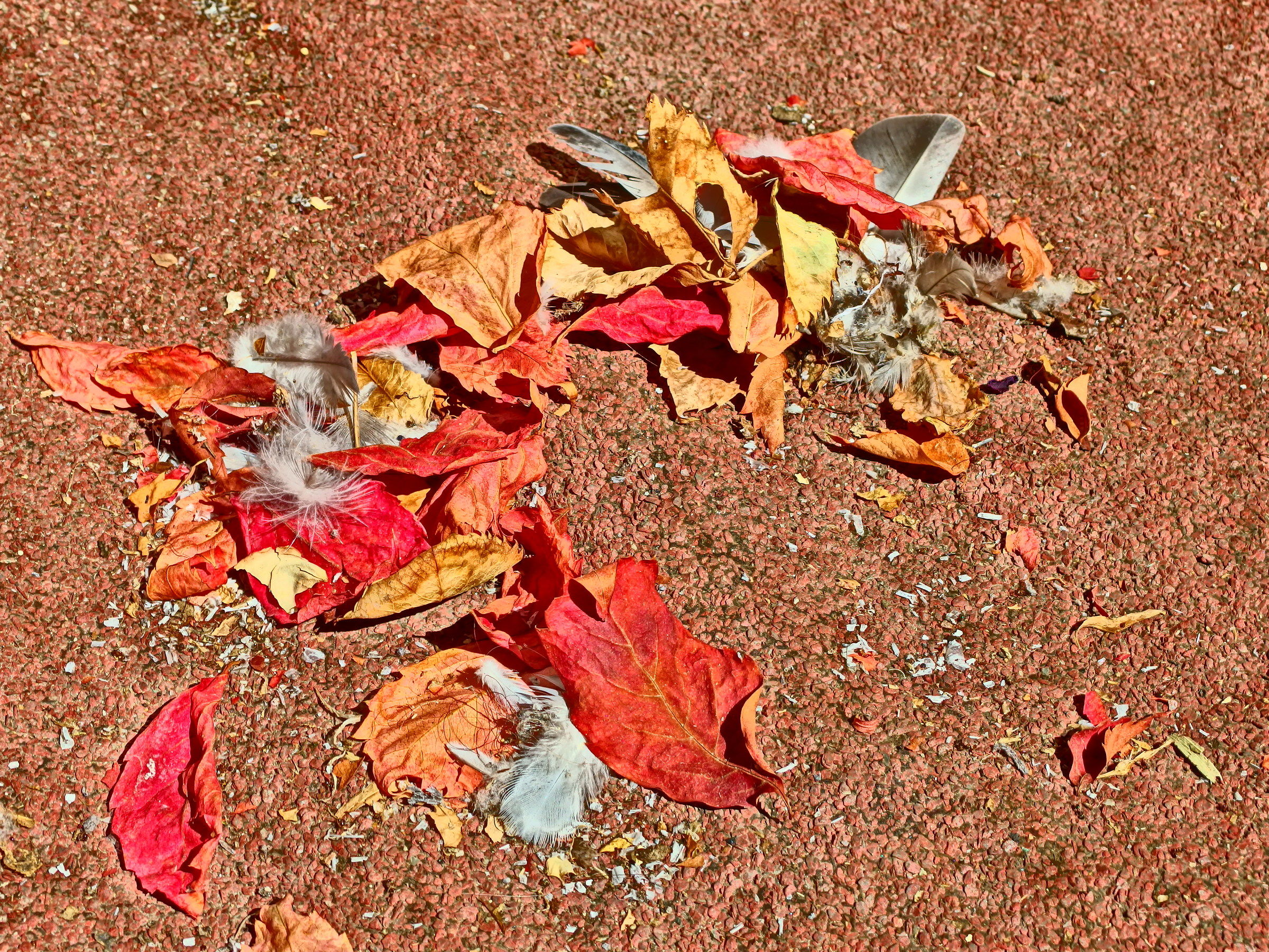 Misto di foglie secche e piume
