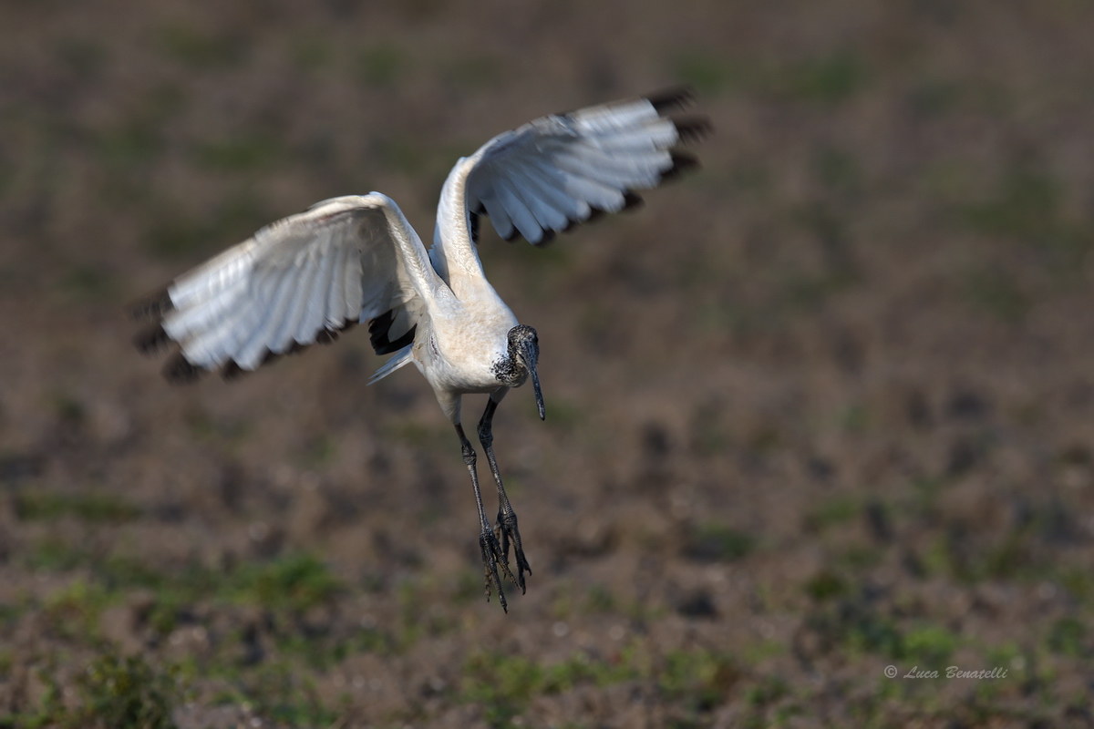 Sacred Ibis