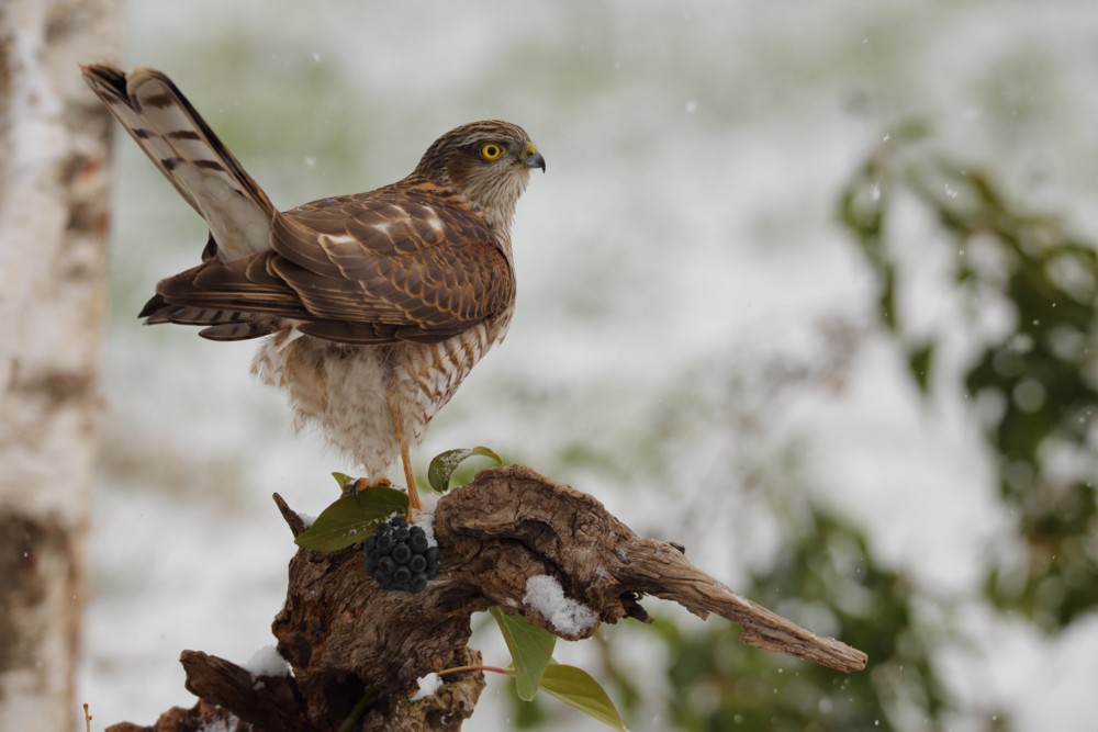 Giovane sparviere sotto la neve