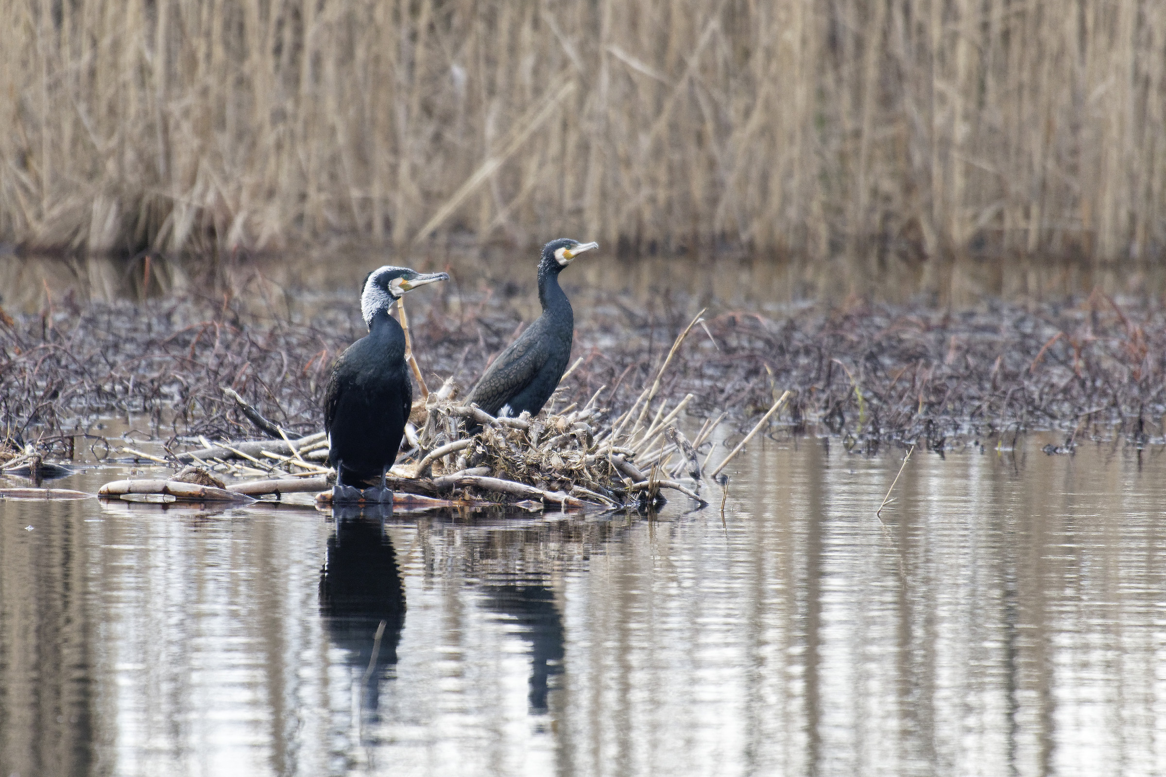 Cormorants
