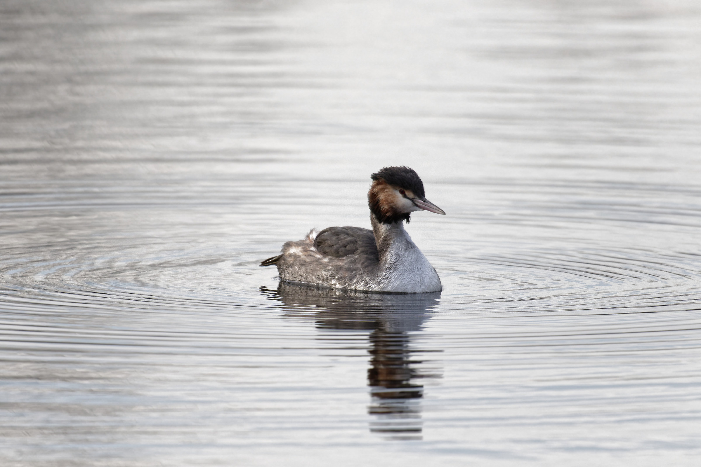 Grebe
