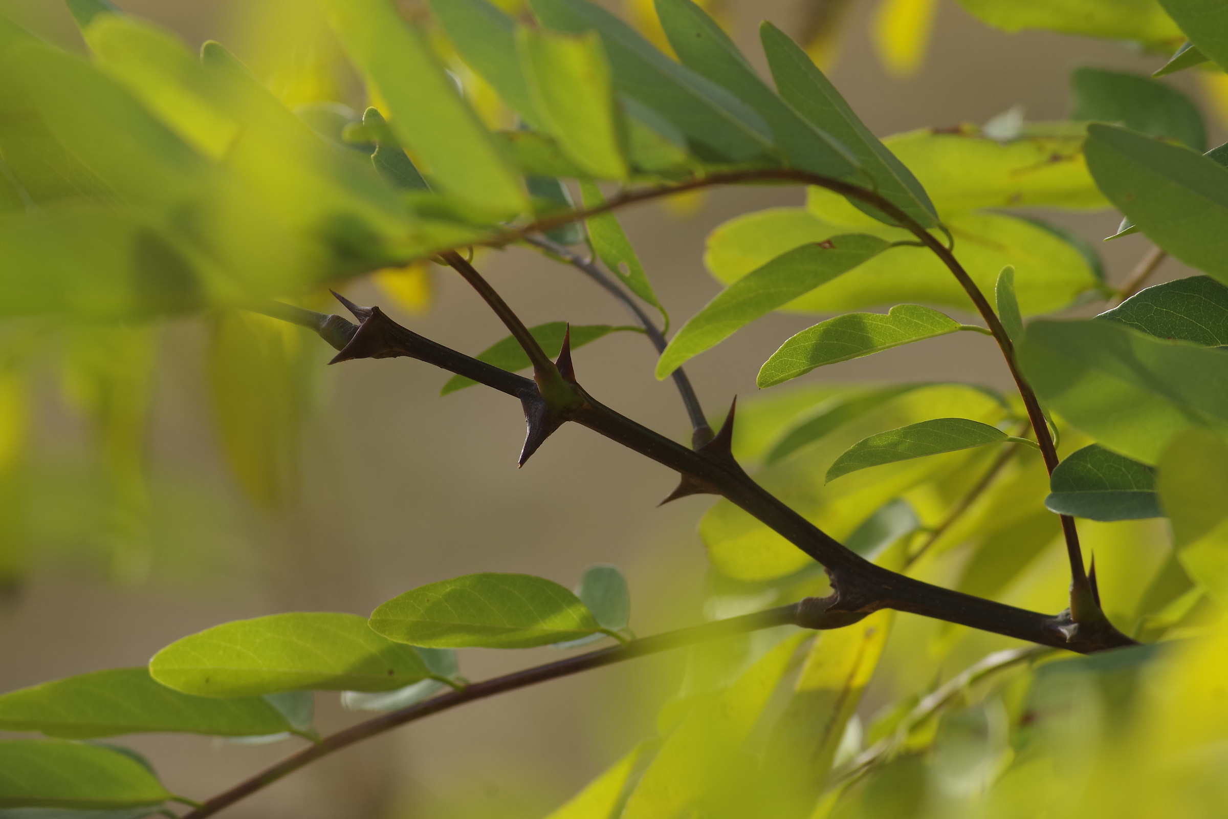 ...ottobre d'acacia...