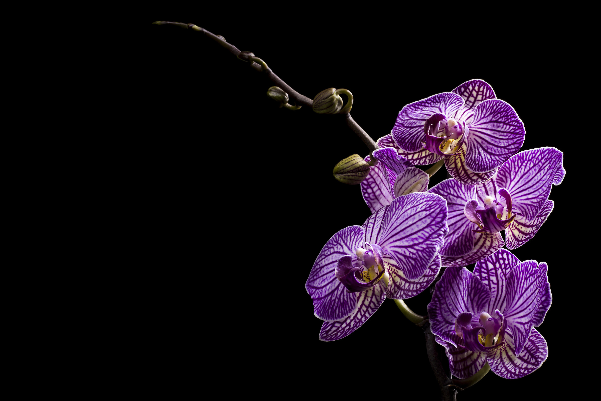 Orchid