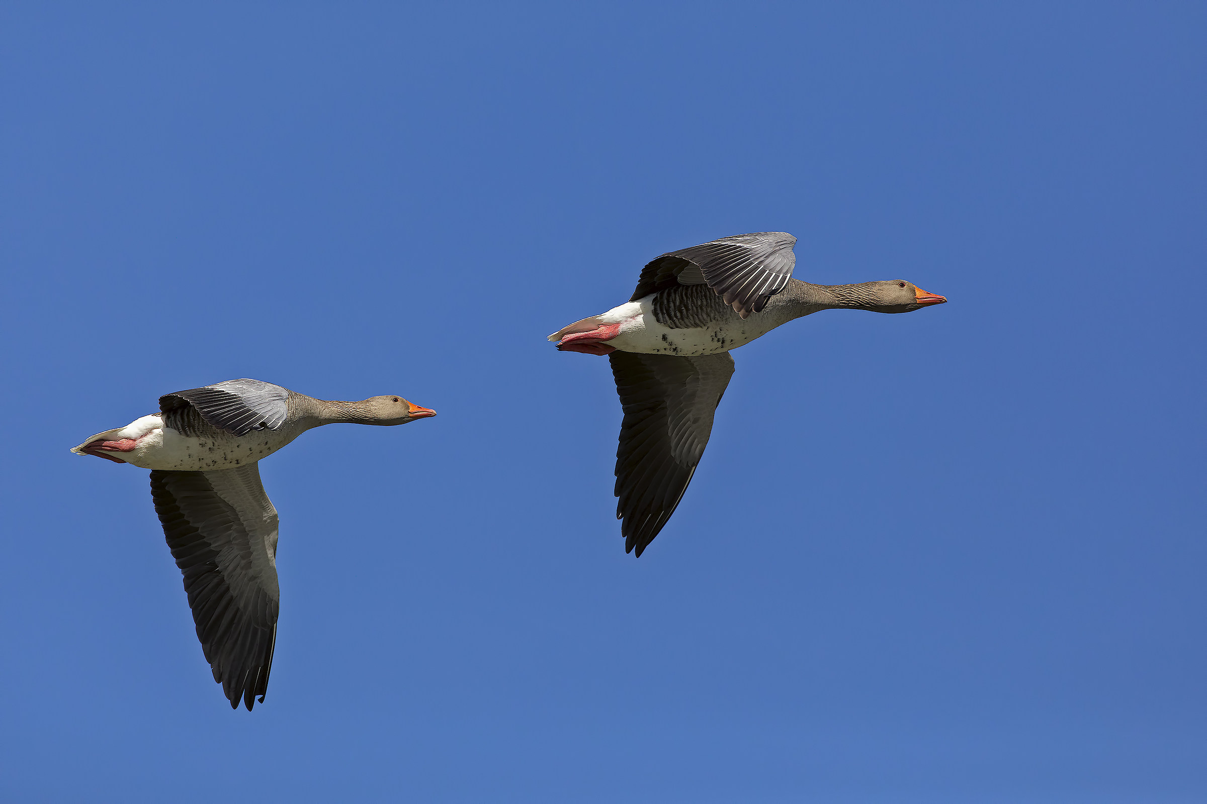 Oche selvatiche in volo