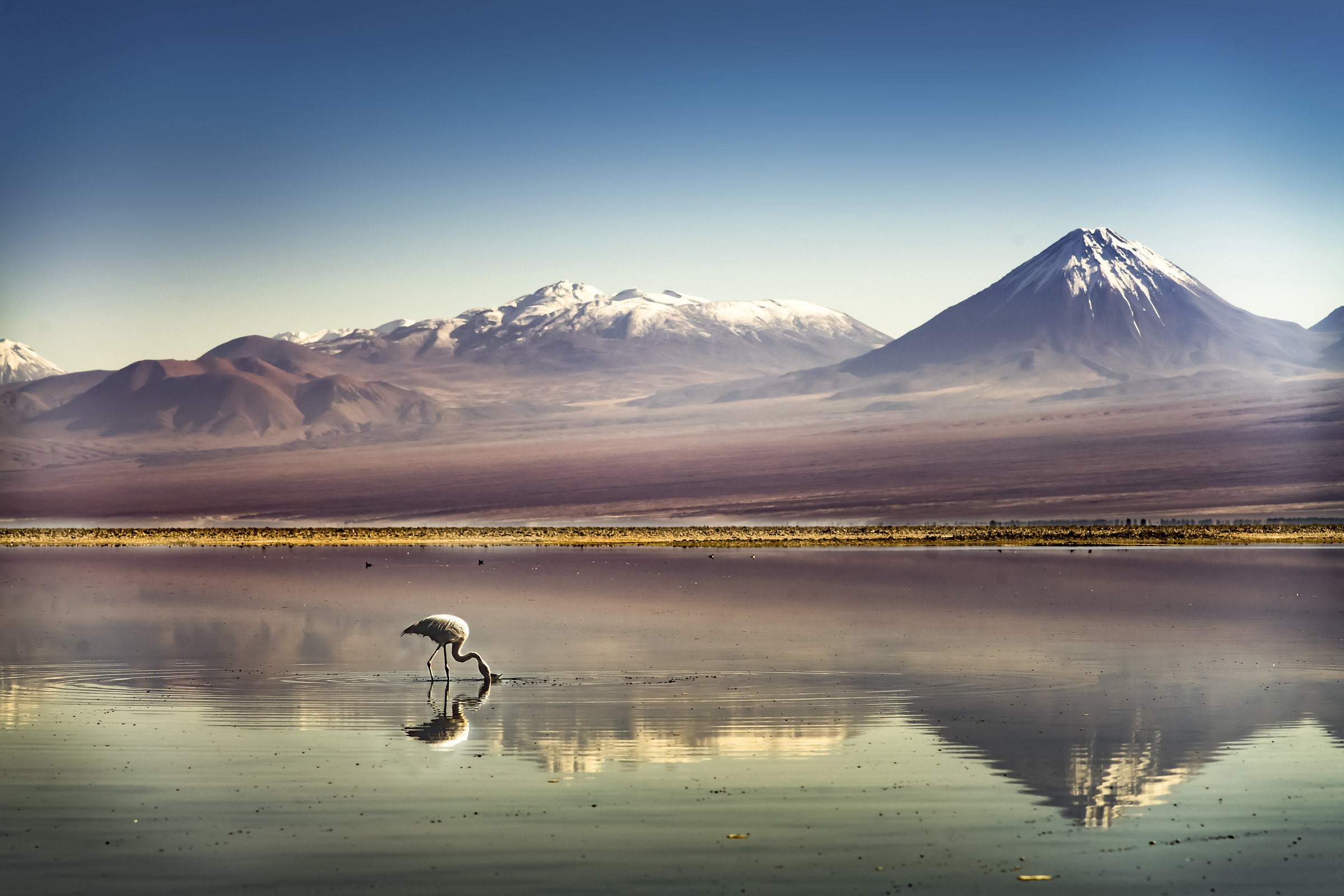 Il vulcano e il fenicottero