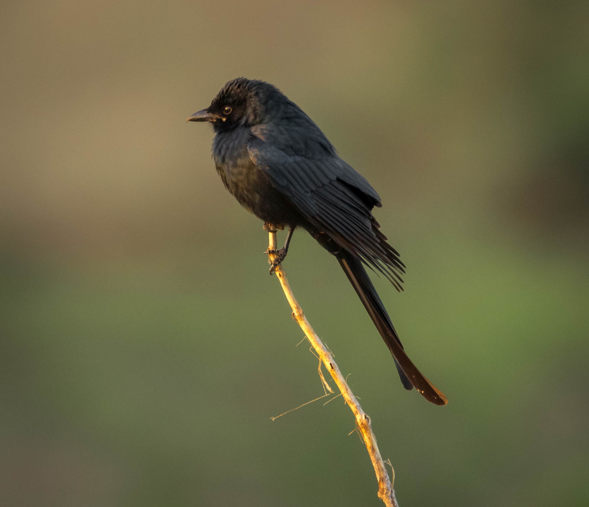 Drongo