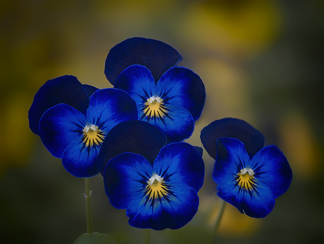 Violette blu e gialle