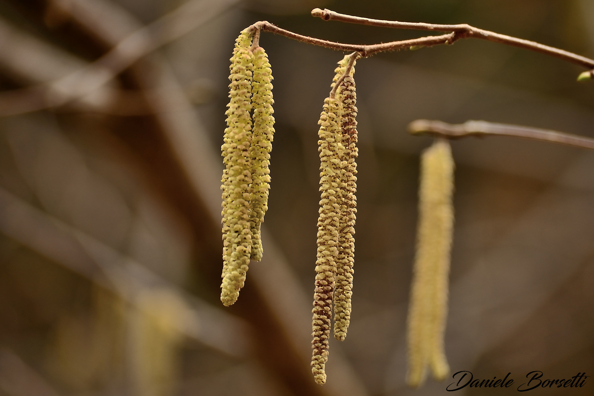 Camminando nel bosco