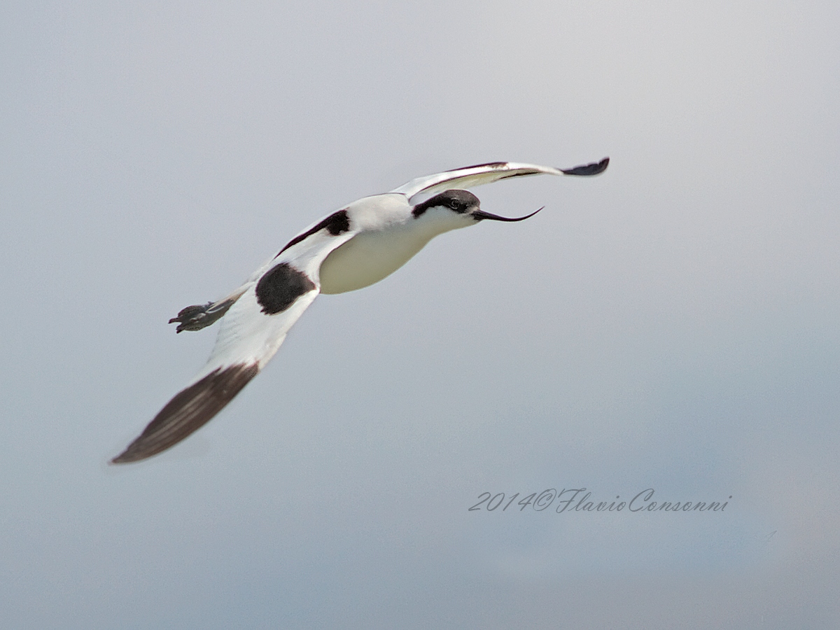 Flight of Avocetta