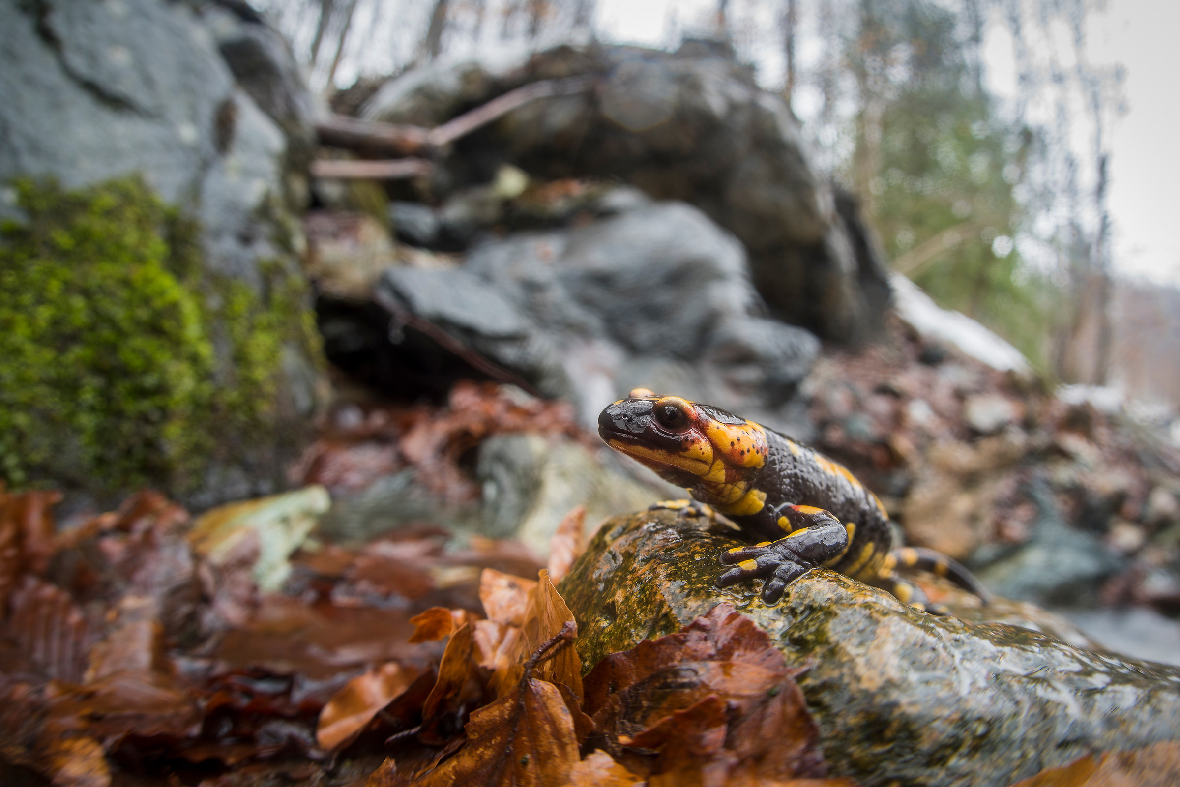Pied salamander