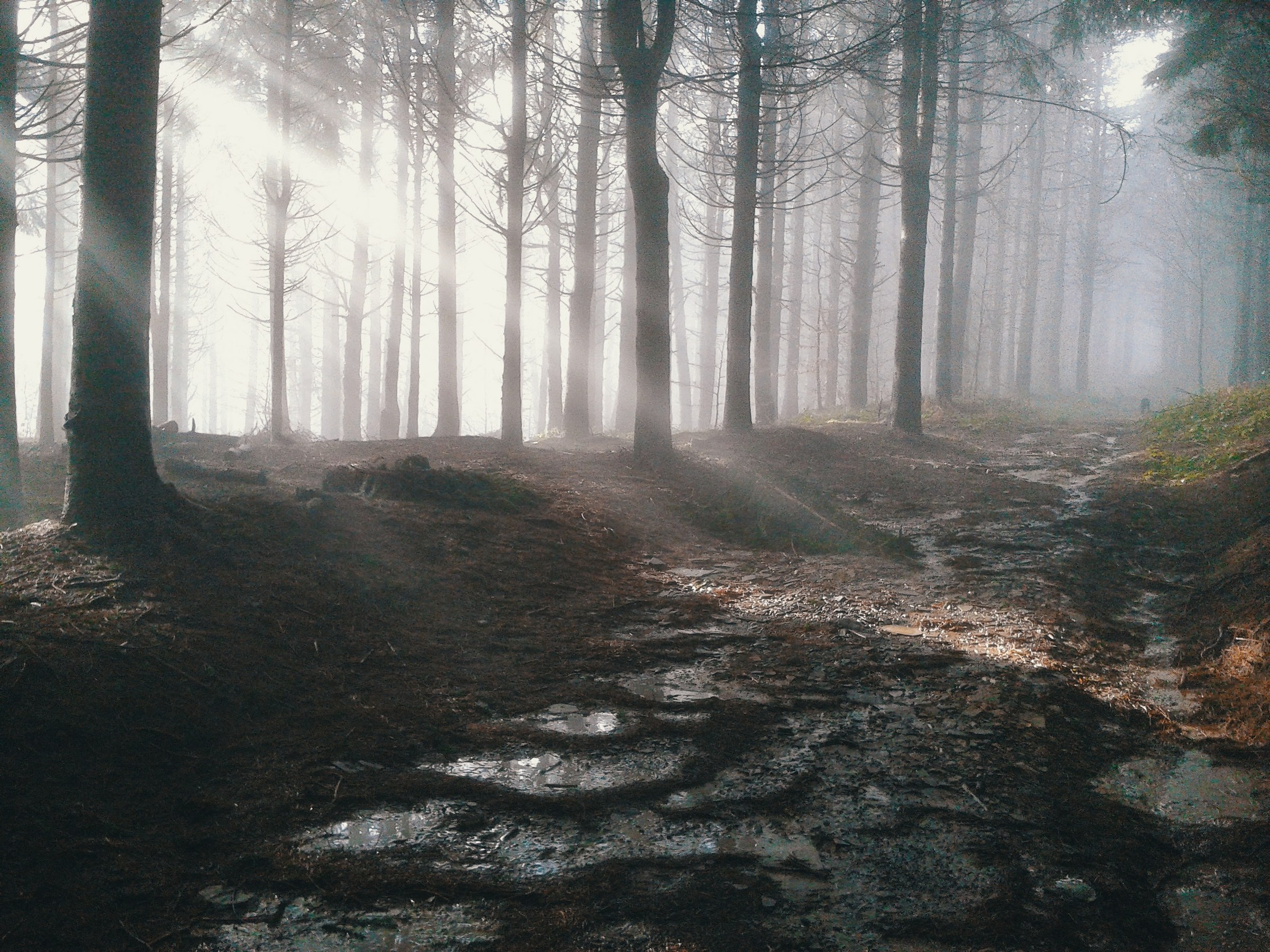 The awakening of the Woods