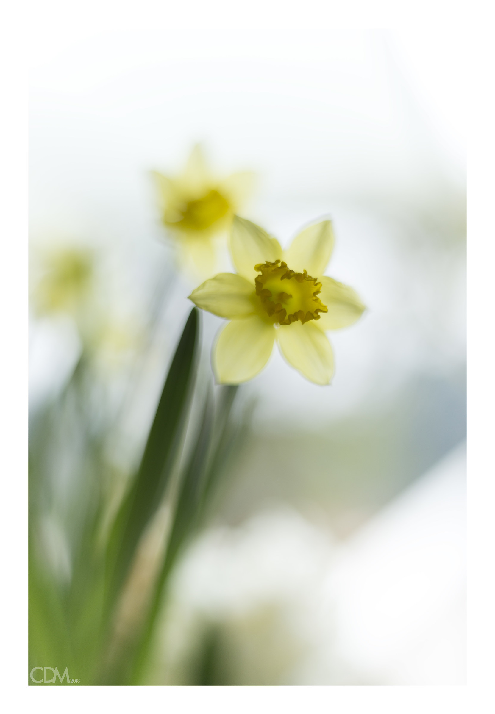 Narciso, il vanitoso