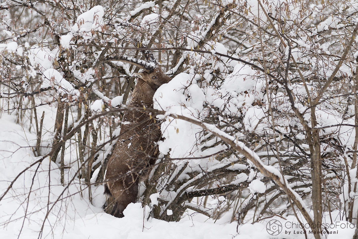 Chi trova lo stambecco?