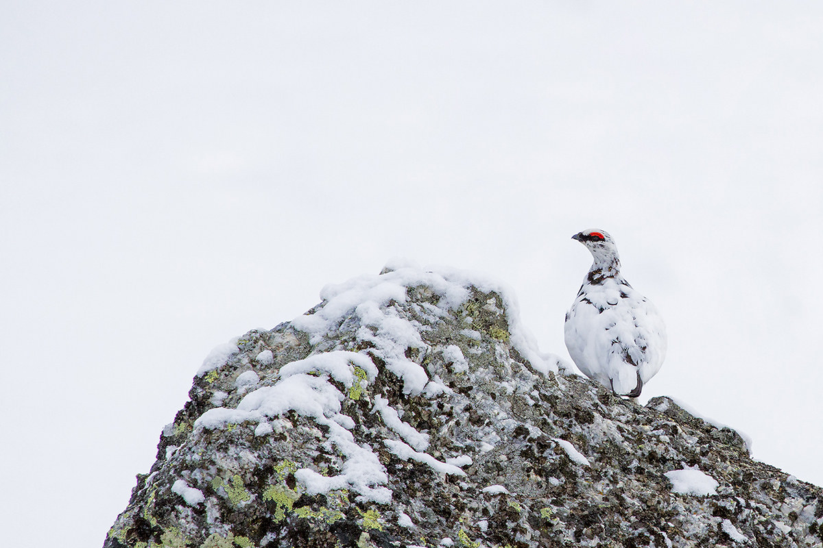 mimicry-white partridge-