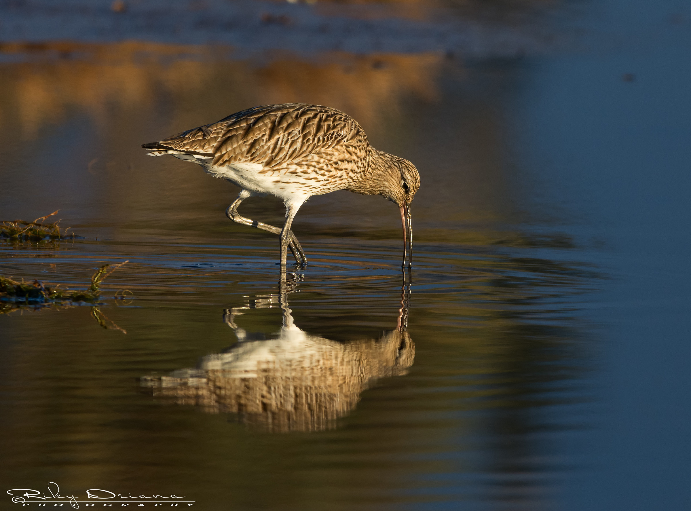 Curlew in the mirror