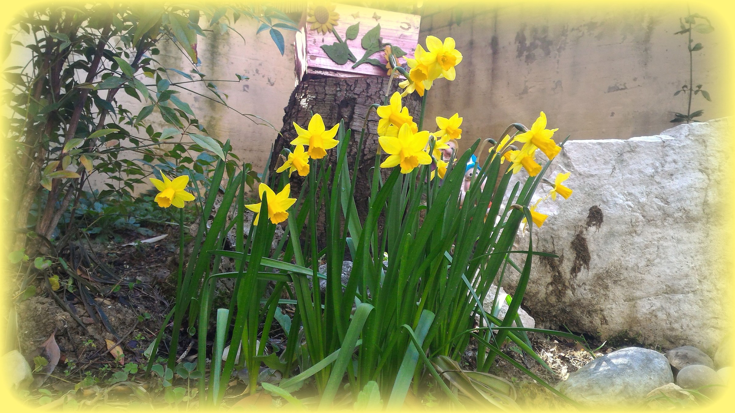 The Daffodils of the house