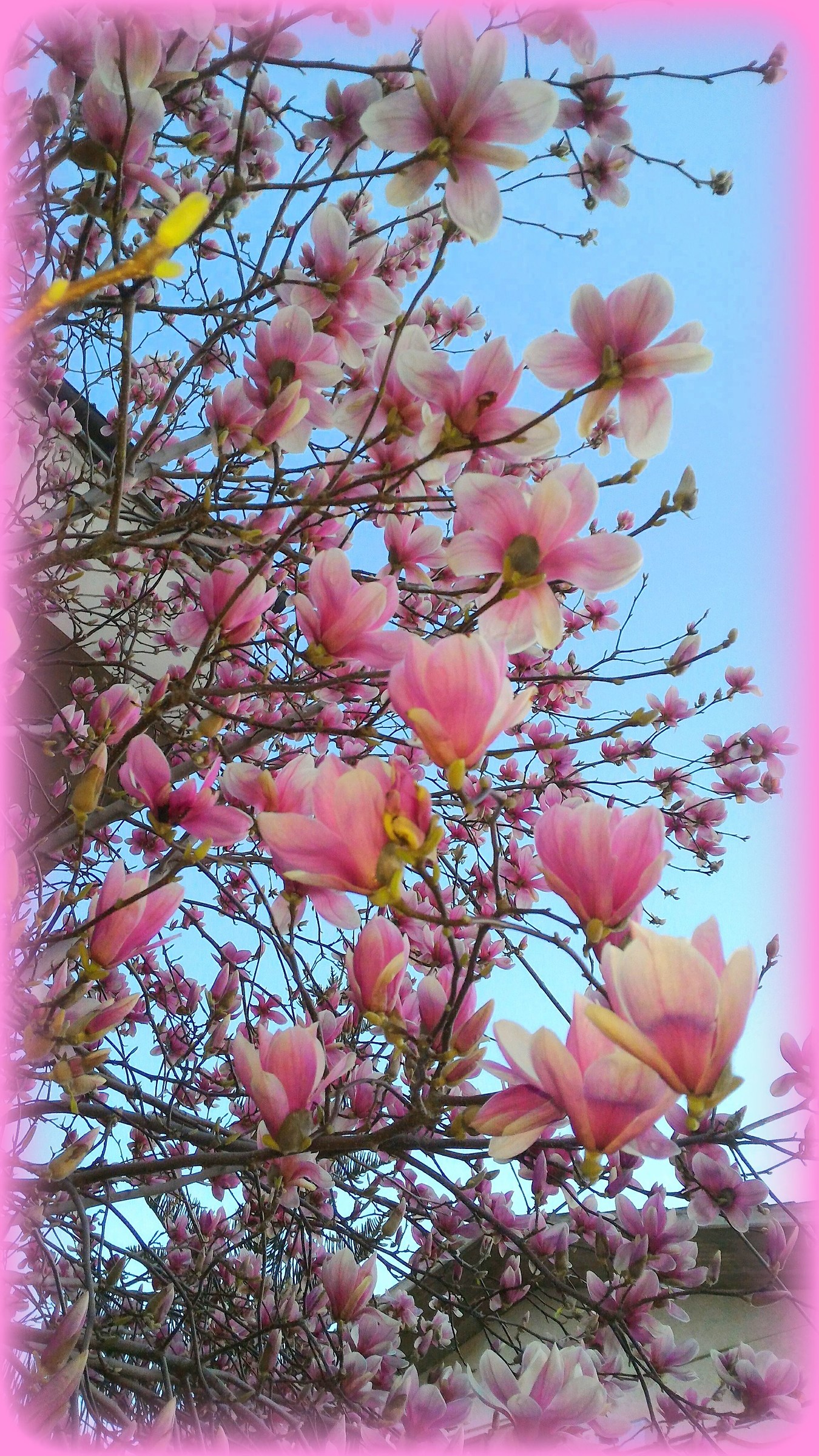 Magnolia in bloom
