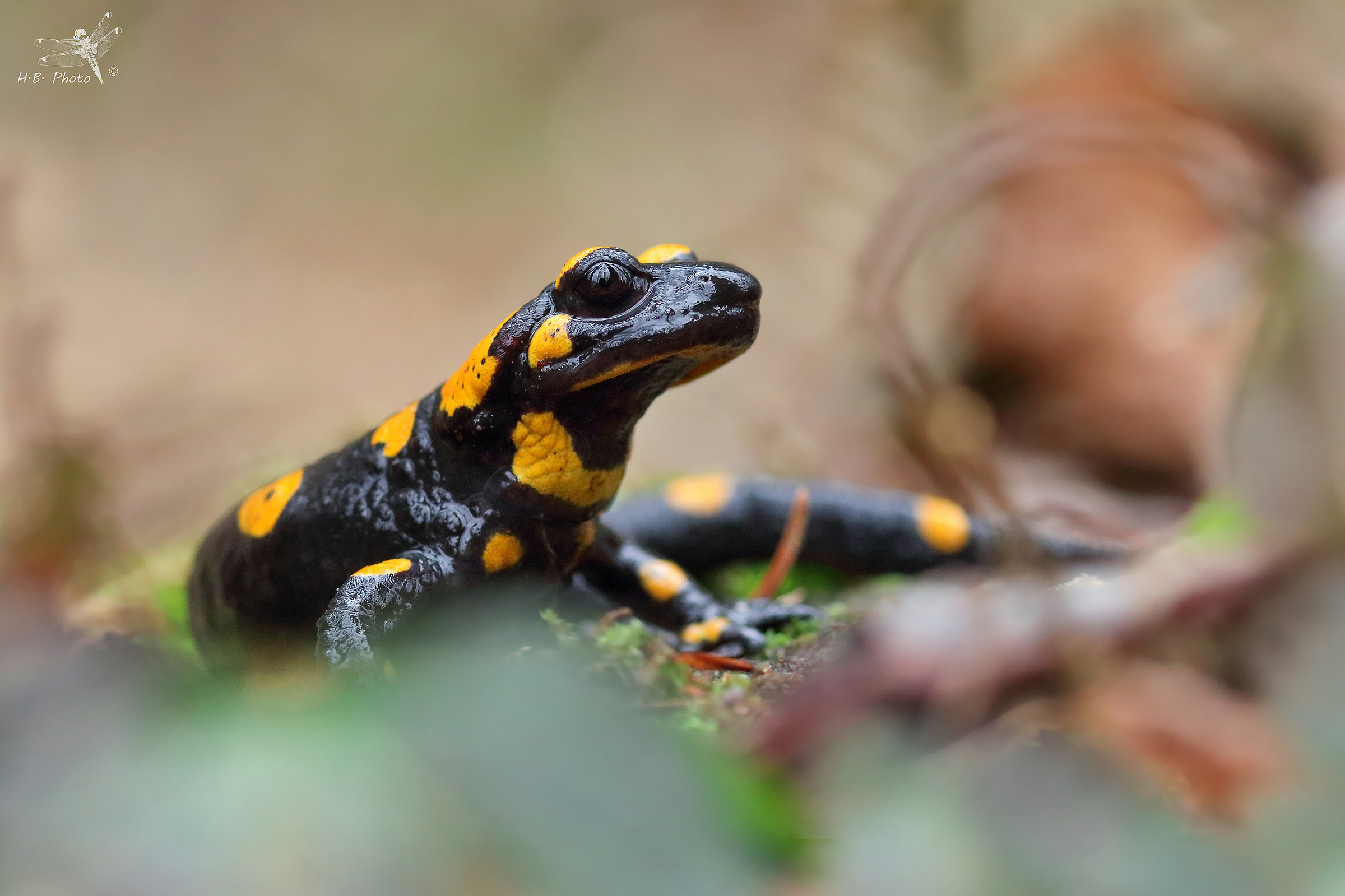 Salamadra salamandra