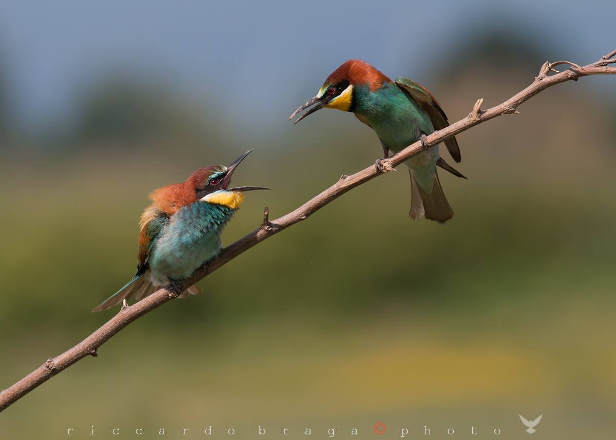 Litigi tra gruccioni