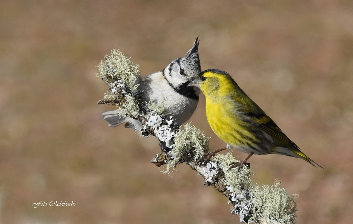The strange couple...