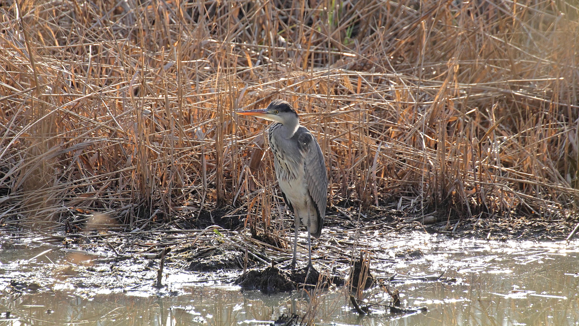 Gray heron