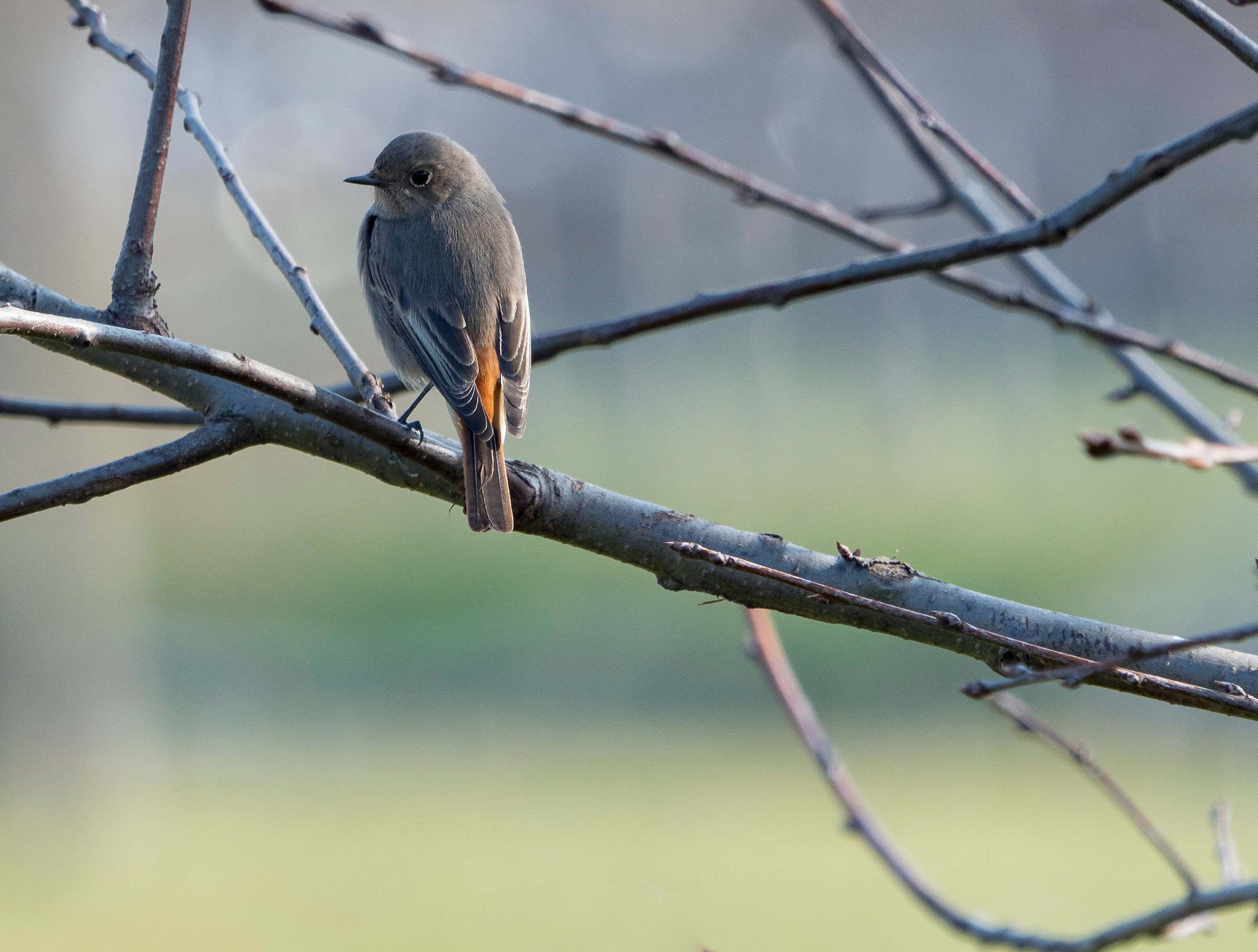 redstart