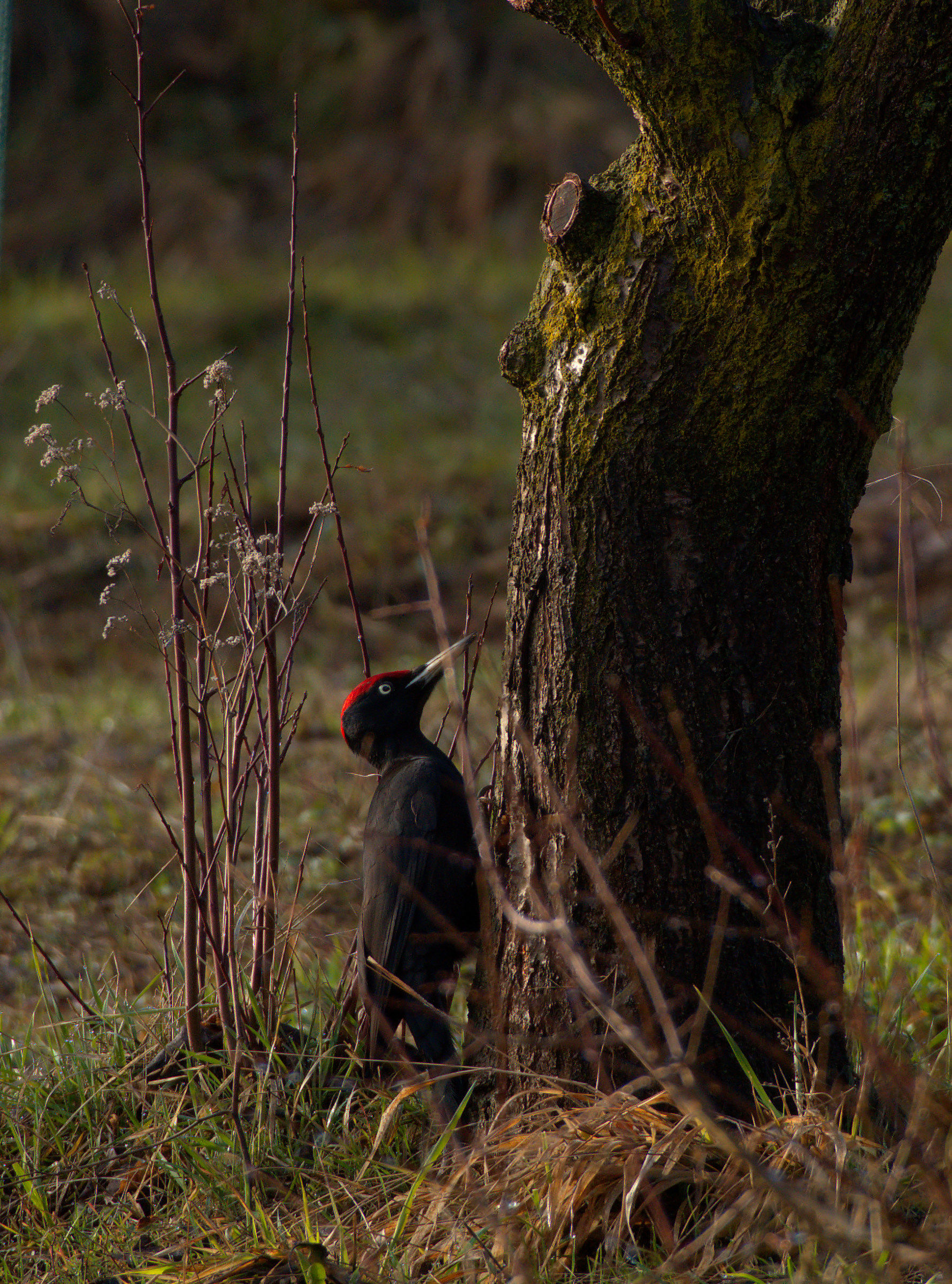 Black woodpecker