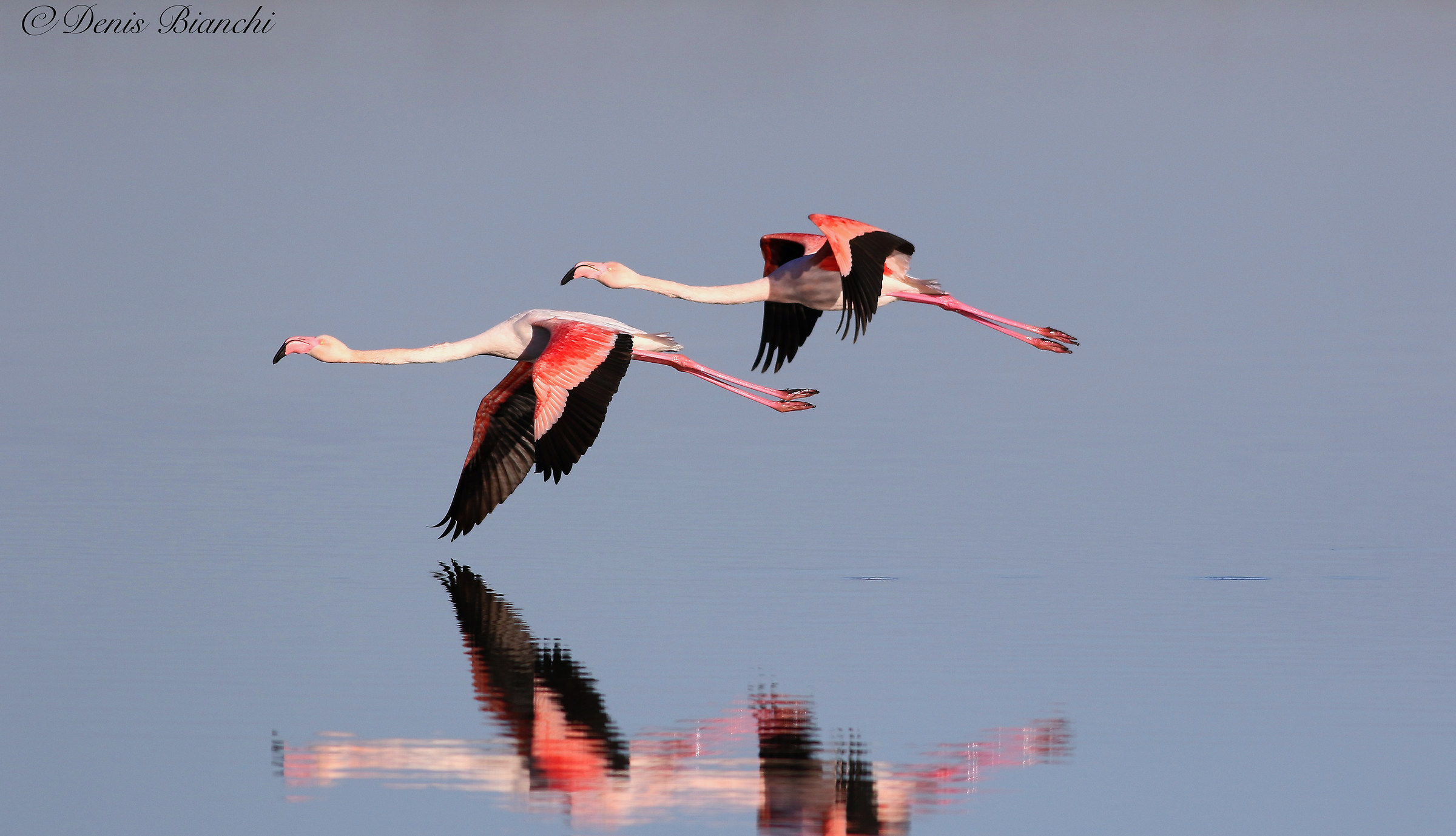 Pink flamingos