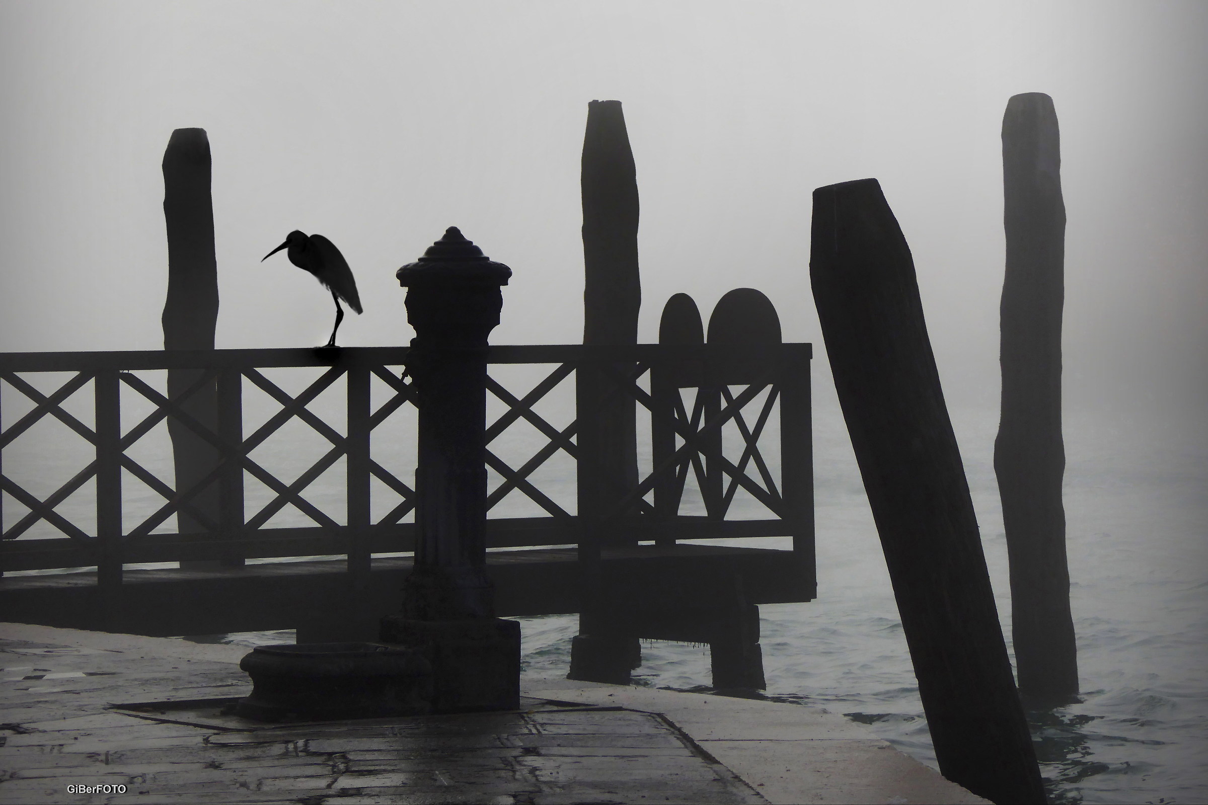 Sentinella nella nebbia!