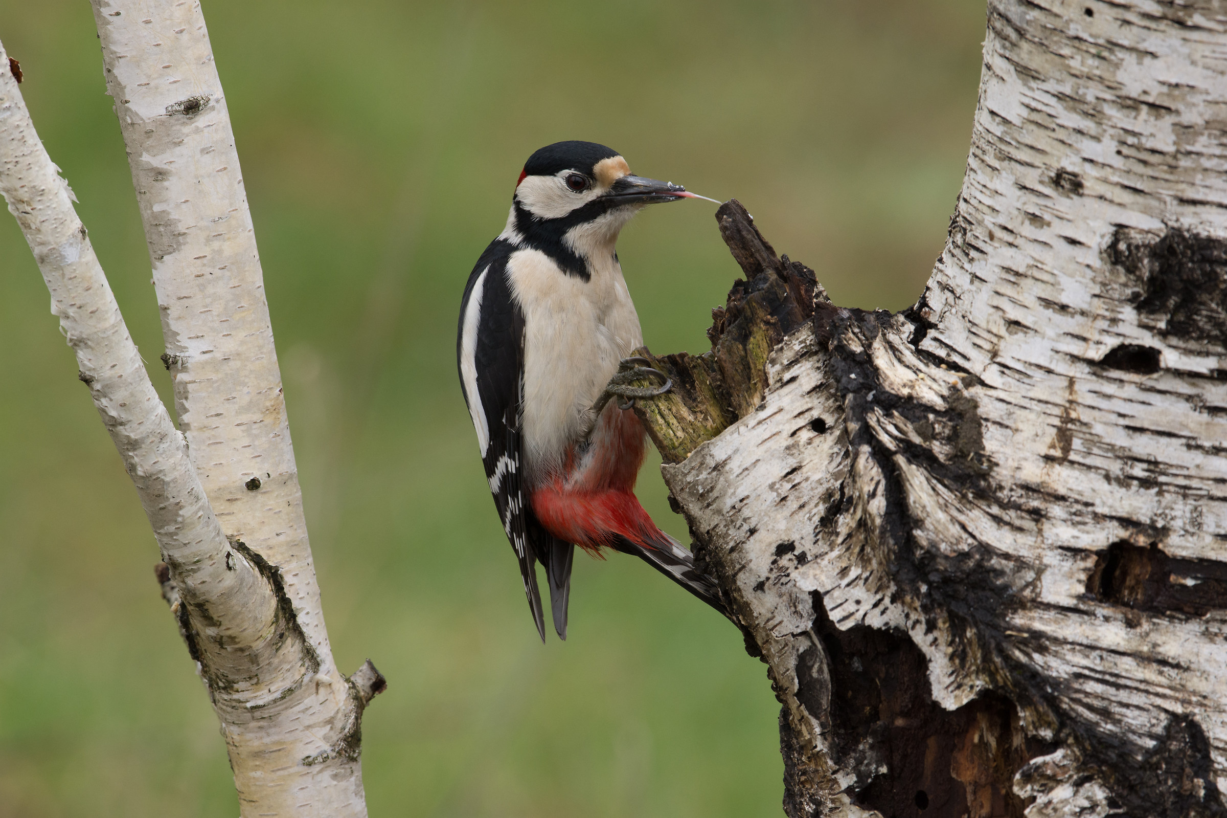 Stop this way .... tieeee!