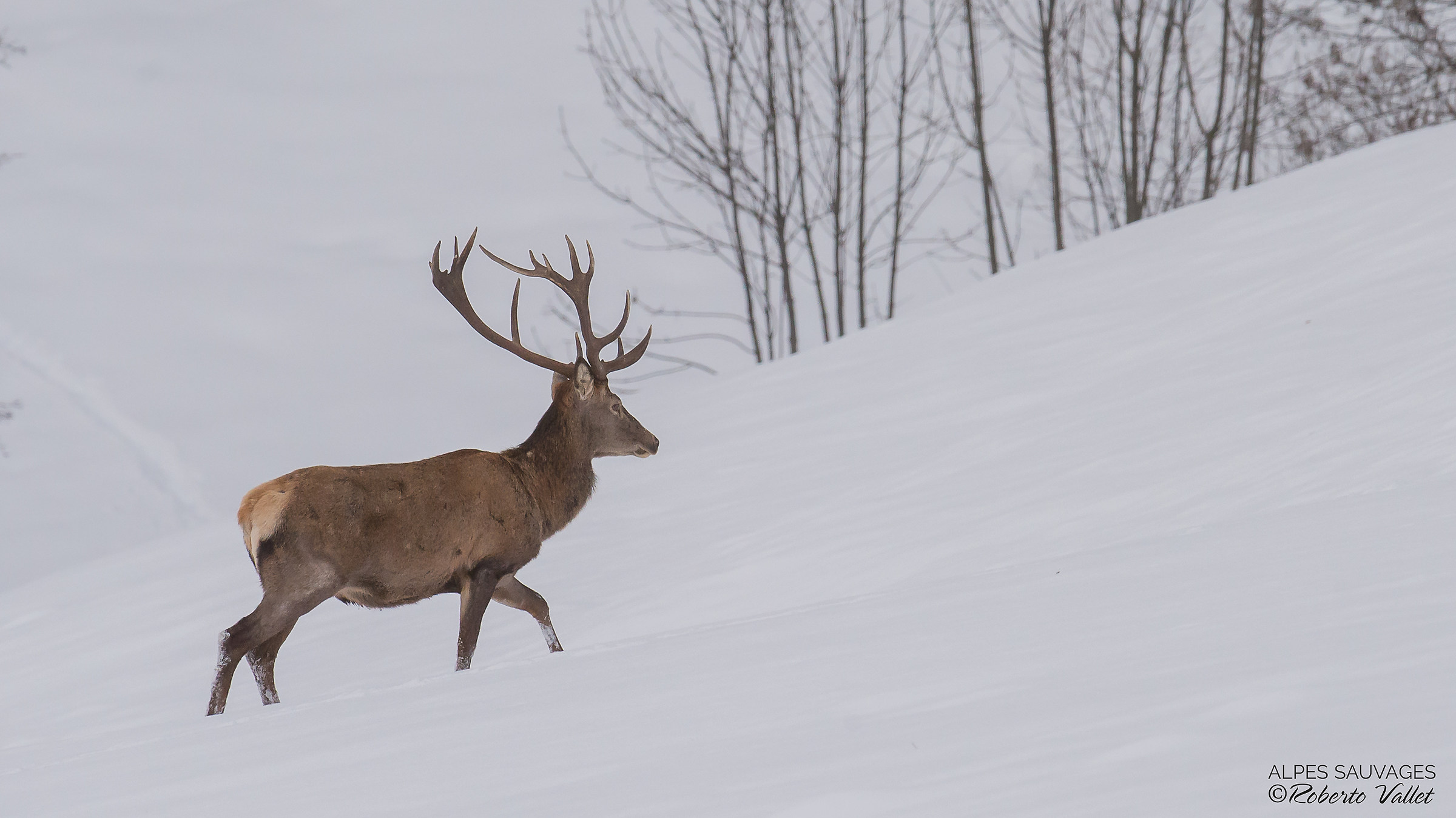 walking in the snow
