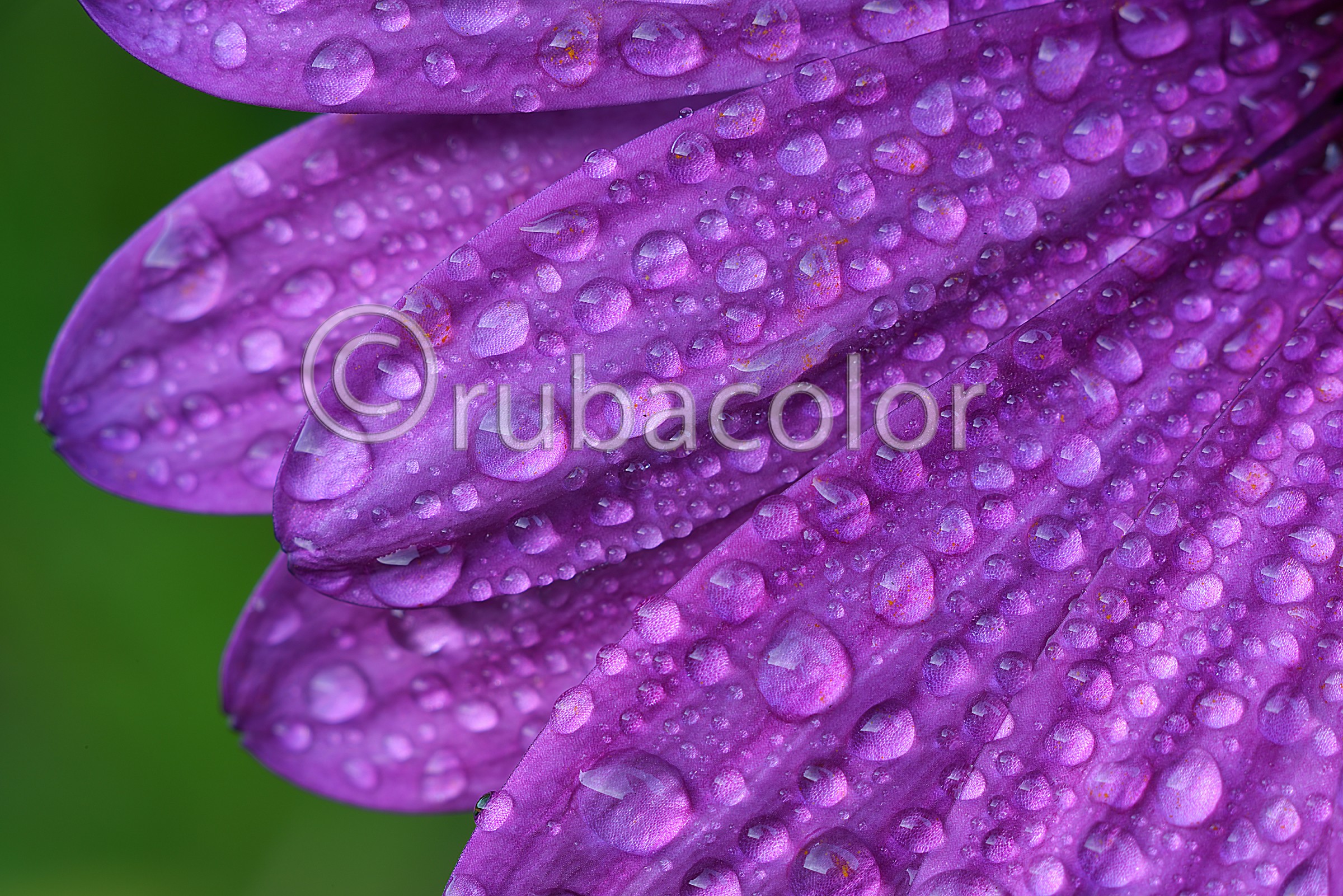 Semplici gocce su petali